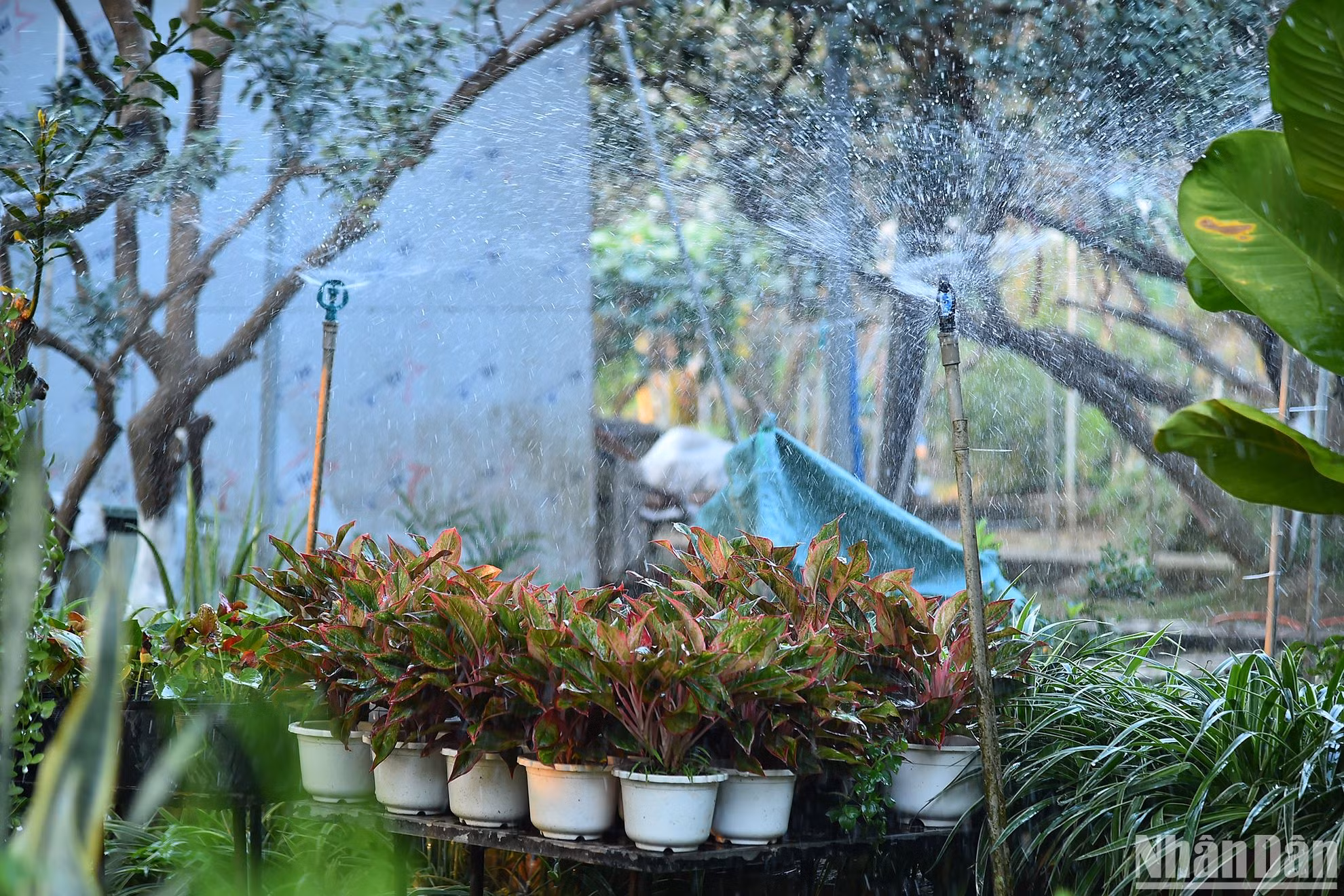 Người dân nơi đây hiện đã áp dụng công nghệ tưới tự động có thể tự điều chỉnh thời gian, lượng nước tưới phù hợp trong sản xuất, chăm sóc các vườn cây. Người nông dân Bạch Đằng đang cố gắng đưa xã hội nông thôn quanh ruộng vườn đi lên bằng công nghệ, từ đó nâng cao trình độ cơ giới hoá sản xuất để trở thành những cư dân thông minh.