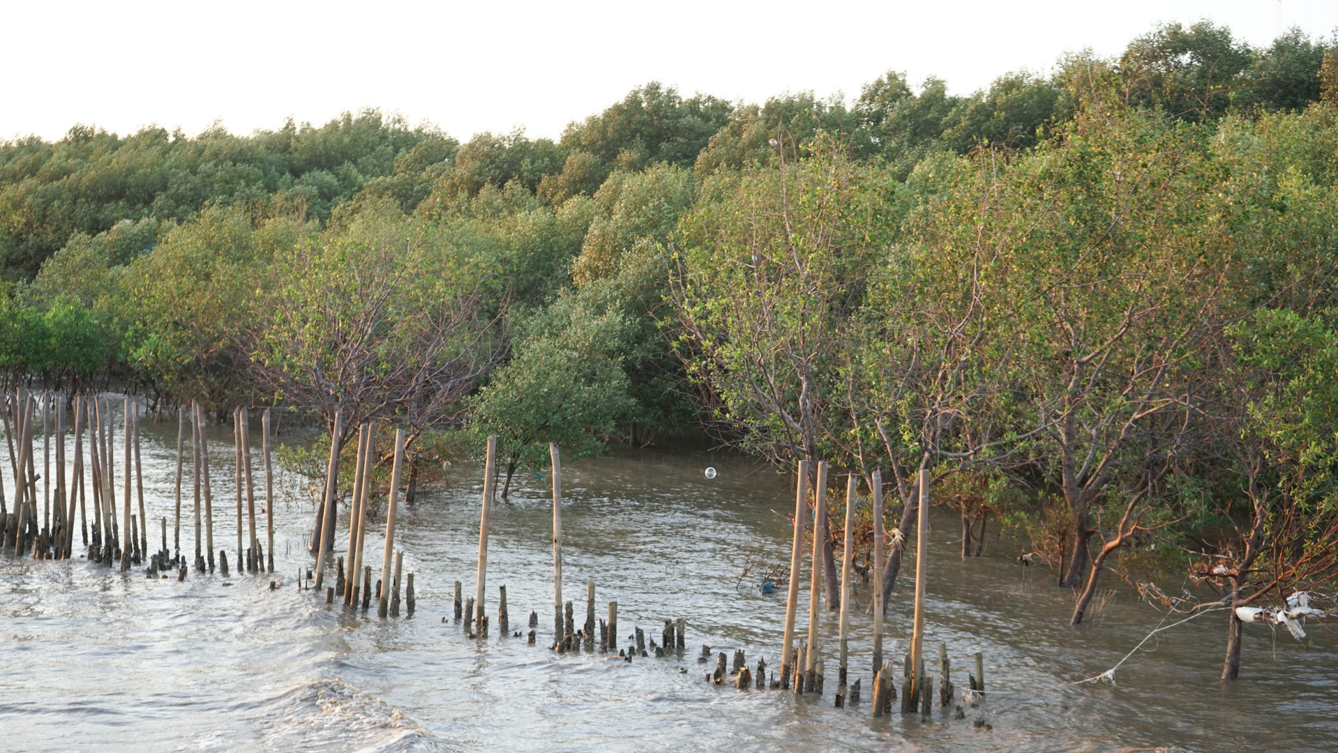 Theo Hiệp hội Bảo tồn chim và thiên nhiên Thái Lan (BCST), các loại cây mọc nhiều nhất tại đây là mắm biển và mắm trắng, còn các loài chim hay di cư đến đây nhất là hải âu (mòng biển), chim én đuôi đen và chim choi choi đốm vàng.