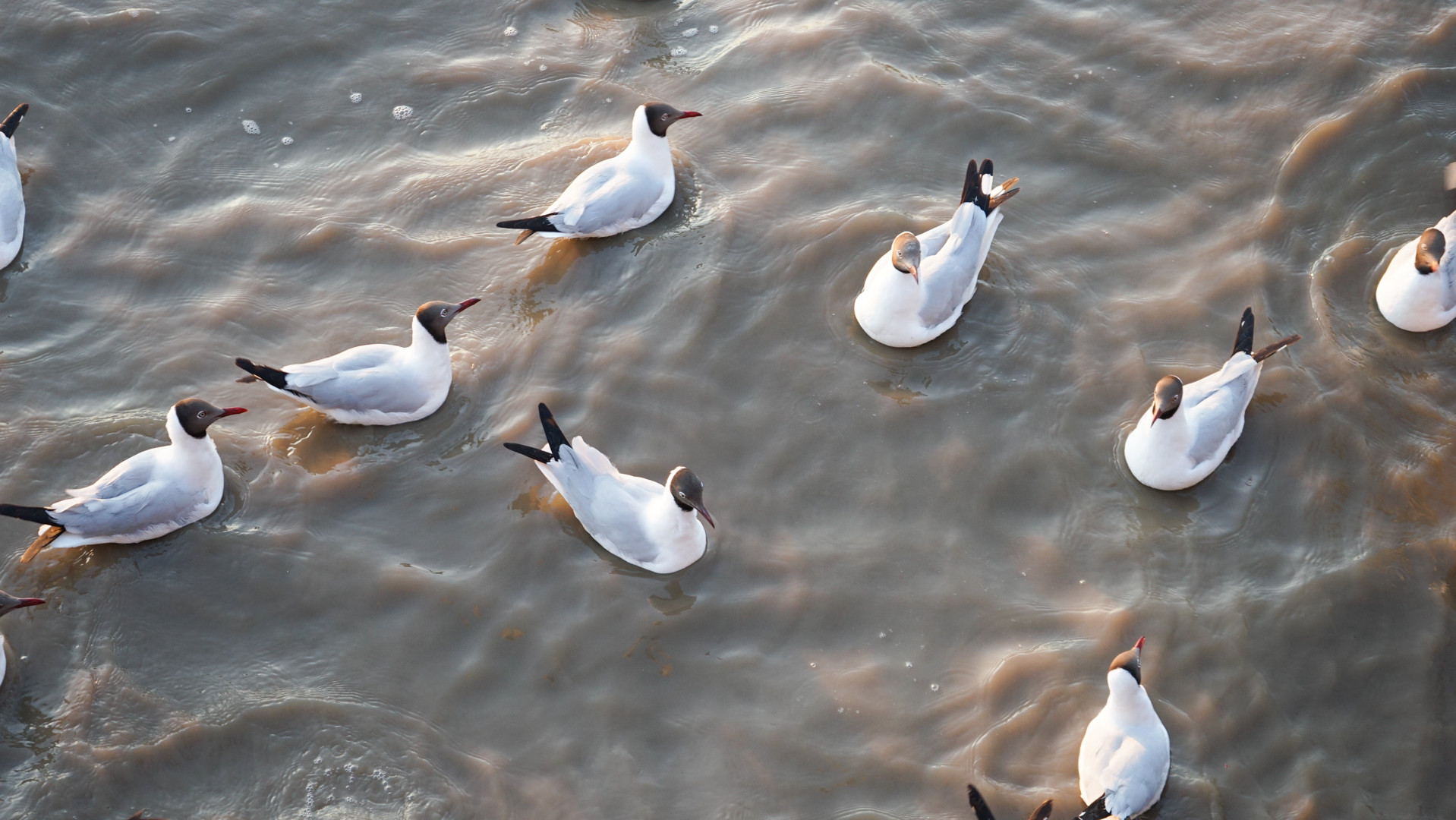 Các bãi bồi của địa điểm này chứa các chất dinh dưỡng cần thiết cho rừng ngập mặn và các loài động vật nhỏ sống trong rừng ngập mặn, cũng như các loài chim thường trú và di cư. Có tới 80 loài chim thường trú và hơn 160 loài chim nước di cư đã được ghi nhận tại đây.