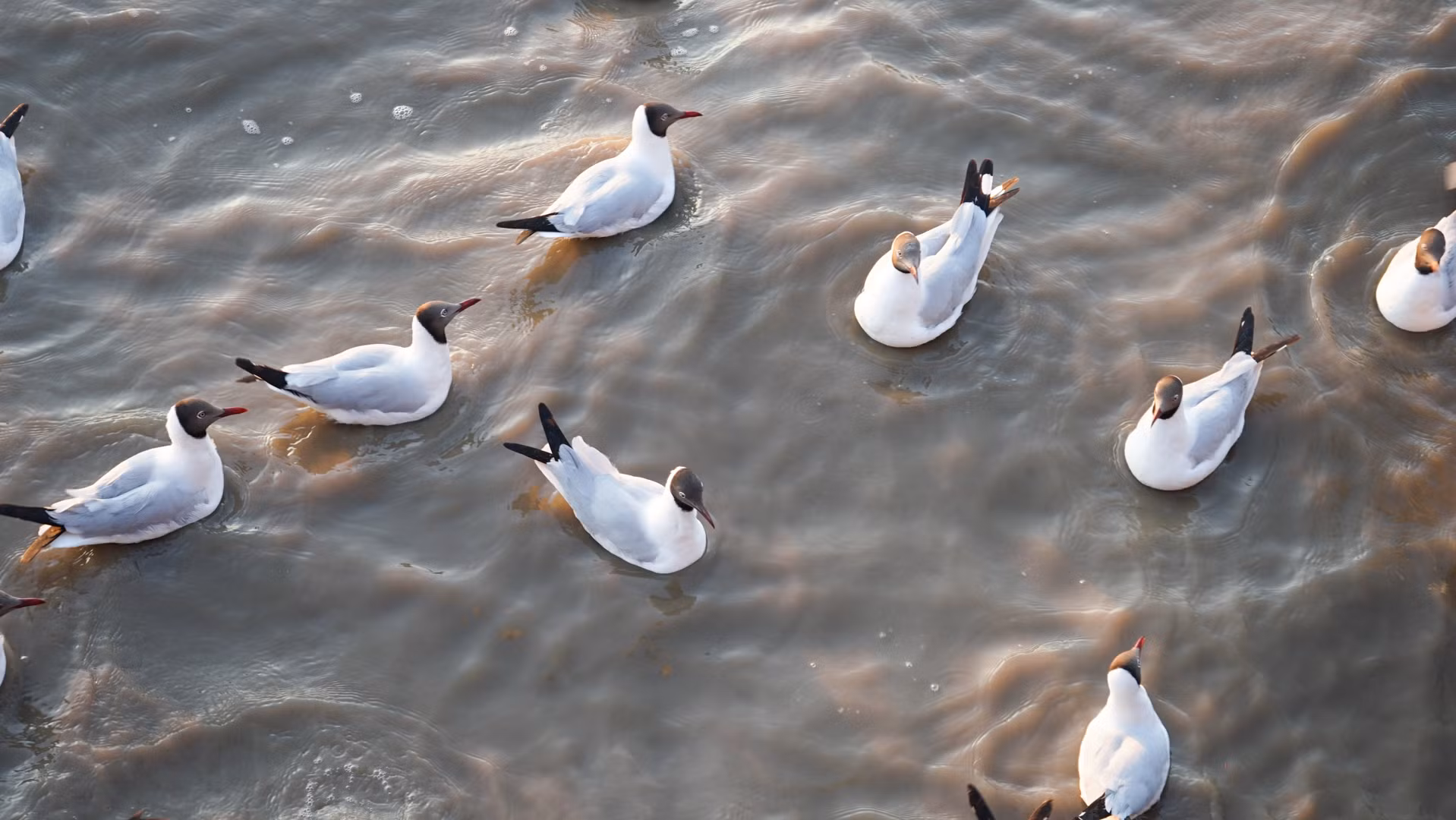Các bãi bồi của địa điểm này chứa các chất dinh dưỡng cần thiết cho rừng ngập mặn và các loài động vật nhỏ sống trong rừng ngập mặn, cũng như các loài chim thường trú và di cư. Có tới 80 loài chim thường trú và hơn 160 loài chim nước di cư đã được ghi nhận tại đây.