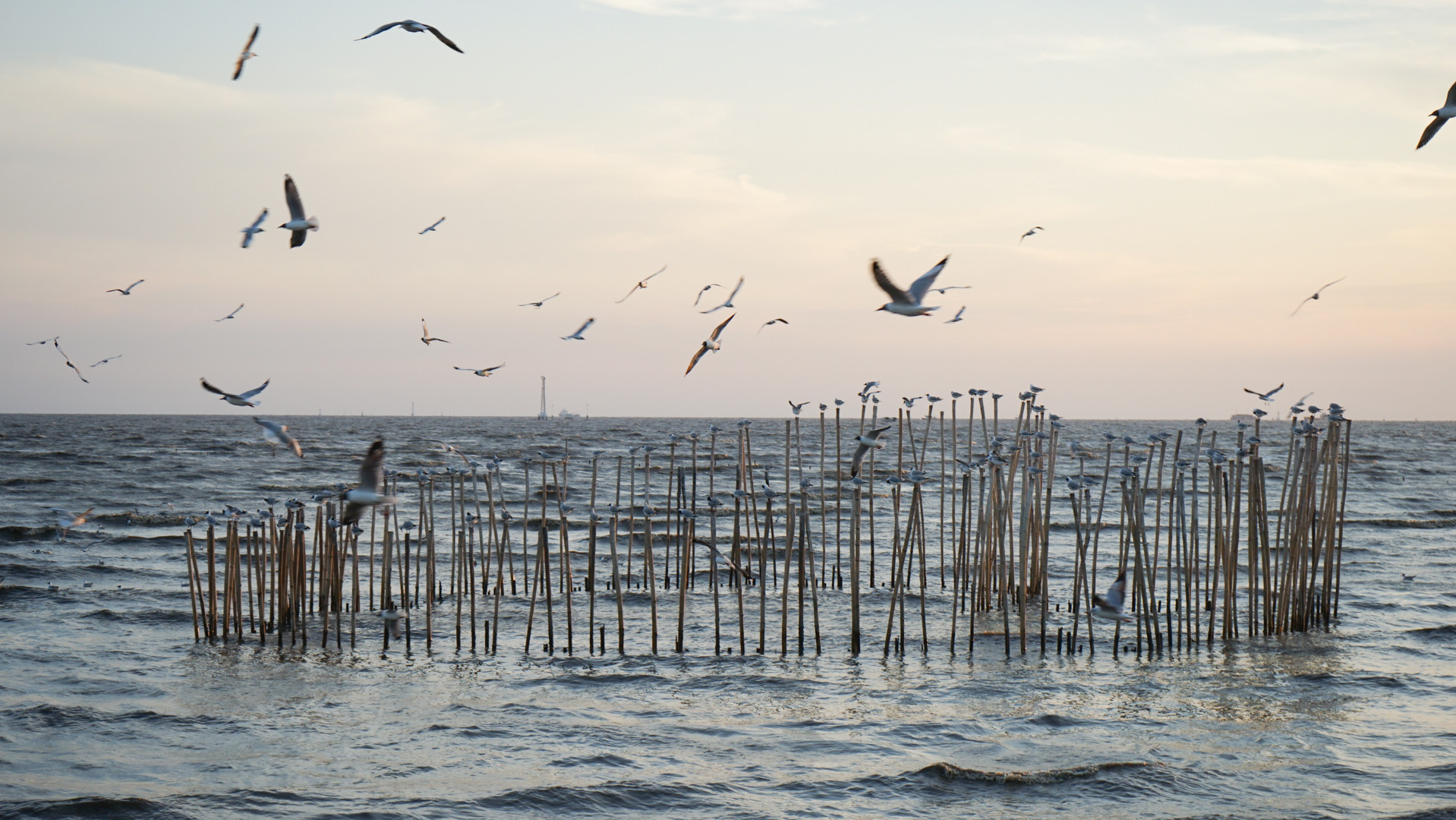 Theo Đối tác Đường bay Đông Á-Australia (EAAFP), một tổ chức về bảo vệ các loài chim di cư, địa điểm này là nơi trú ngụ của 65 loài thực vật và 60 loài động vật đáy. Ước tính, có từ 8.000 đến 15.000 con chim sử dụng địa điểm này hằng năm, phần lớn để kiếm ăn trên các bãi bồi.