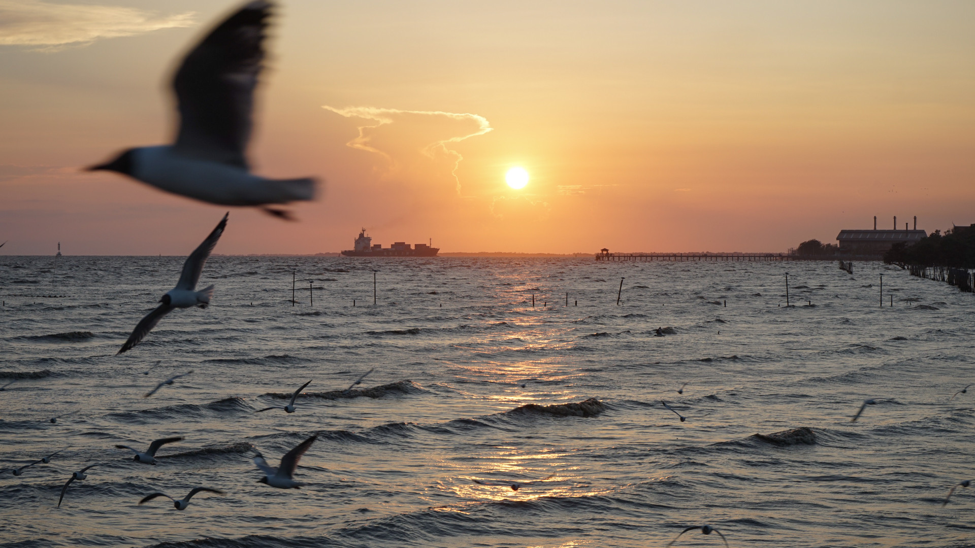 Chim mòng biển thường di cư đến đây và ở lại dọc theo bờ biển trong khoảng thời gian từ tháng 11 đến cuối tháng 4. Nằm cách thủ đô Bangkok hơn 50km, Bangpu trở thành một trong những địa điểm khám phá thiên nhiên yêu thích của đông đảo người dân và du khách.