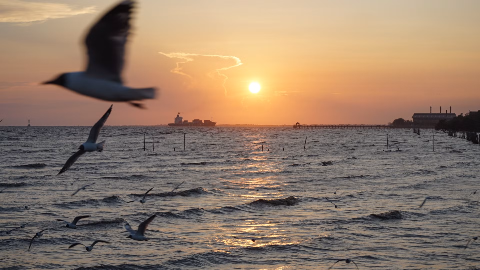 Chim mòng biển thường di cư đến đây và ở lại dọc theo bờ biển trong khoảng thời gian từ tháng 11 đến cuối tháng 4. Nằm cách thủ đô Bangkok hơn 50km, Bangpu trở thành một trong những địa điểm khám phá thiên nhiên yêu thích của đông đảo người dân và du khách.