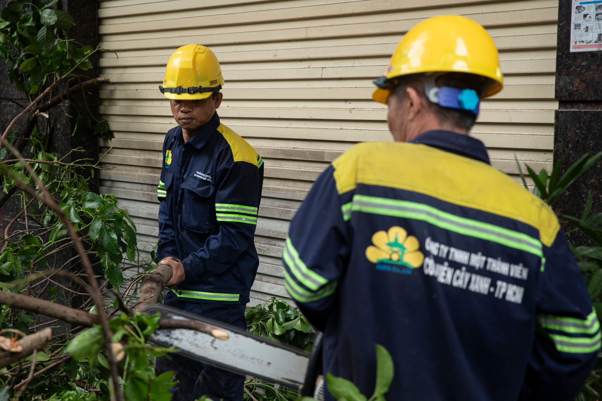 Các cán bộ, công nhân Công ty trách nhiệm hữu hạn một thành viên Công viên cây xanh Thành phố Hồ Chí Minh làm việc với tinh thần trách nhiệm cao nhất để giải phóng cây xanh bị ngã đổ khắp thành phố.