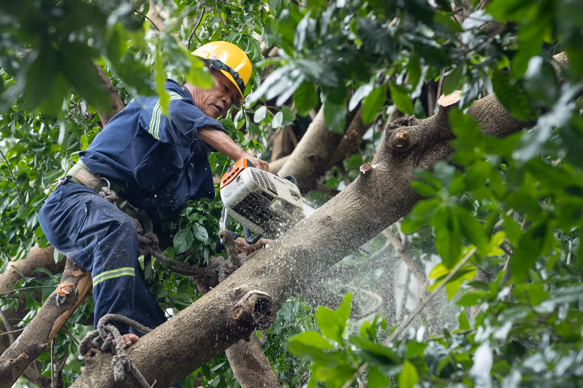 Lực lượng hỗ trợ bao gồm 46 công nhân leo và 2 cán bộ được chia làm 2 nhóm đã có mặt tại Hà Nội và Hải Phòng từ 18 giờ ngày 9/9 để hỗ trợ khắc phục hậu quả cơn bão số 3. Trong đó, 22 người ở Hà Nội; 26 người đến Hải Phòng. Các cán bộ, công nhân còn mang theo trang thiết bị, công cụ chuyên dụng phục vụ công tác khắc phục sự cố cây bị ngã đổ.