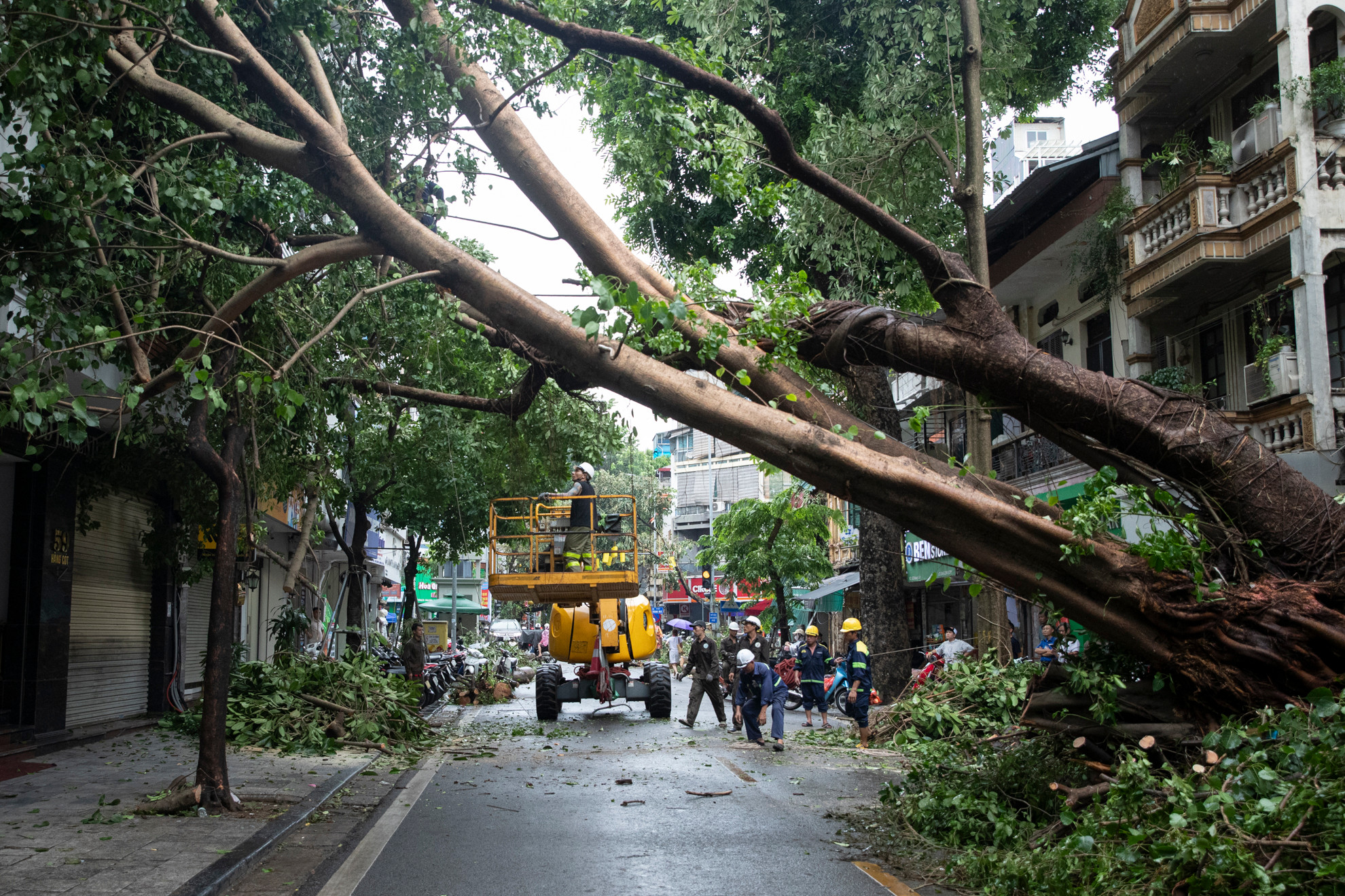 Các cán bộ, công nhân Công ty trách nhiệm hữu hạn một thành viên Công viên cây xanh Thành phố Hồ Chí Minh xử lý cây cổ thụ bị đổ vào nhà dân tại phố Hàng Cót (thành phố Hà Nội) sau bão số 3.