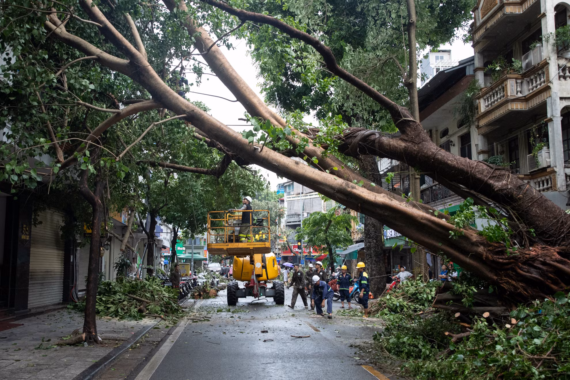 Các cán bộ, công nhân Công ty trách nhiệm hữu hạn một thành viên Công viên cây xanh Thành phố Hồ Chí Minh xử lý cây cổ thụ bị đổ vào nhà dân tại phố Hàng Cót (thành phố Hà Nội) sau bão số 3.