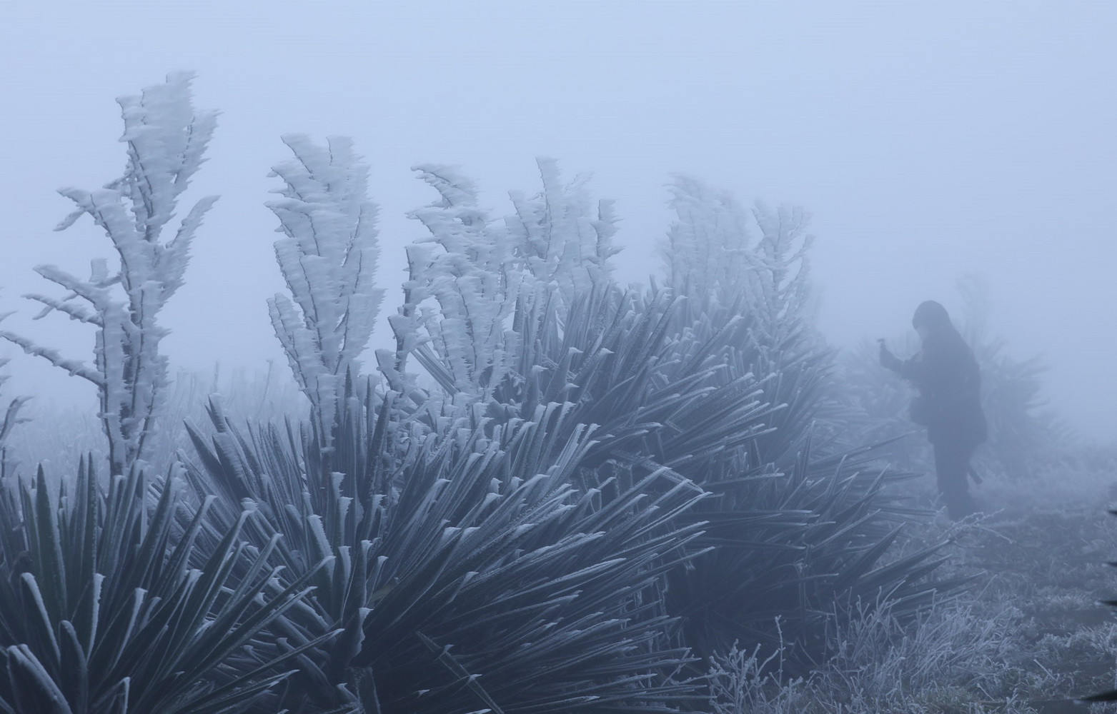 Băng giá bám lên thân cây trên đỉnh núi Mẫu Sơn trông rất đẹp mắt.