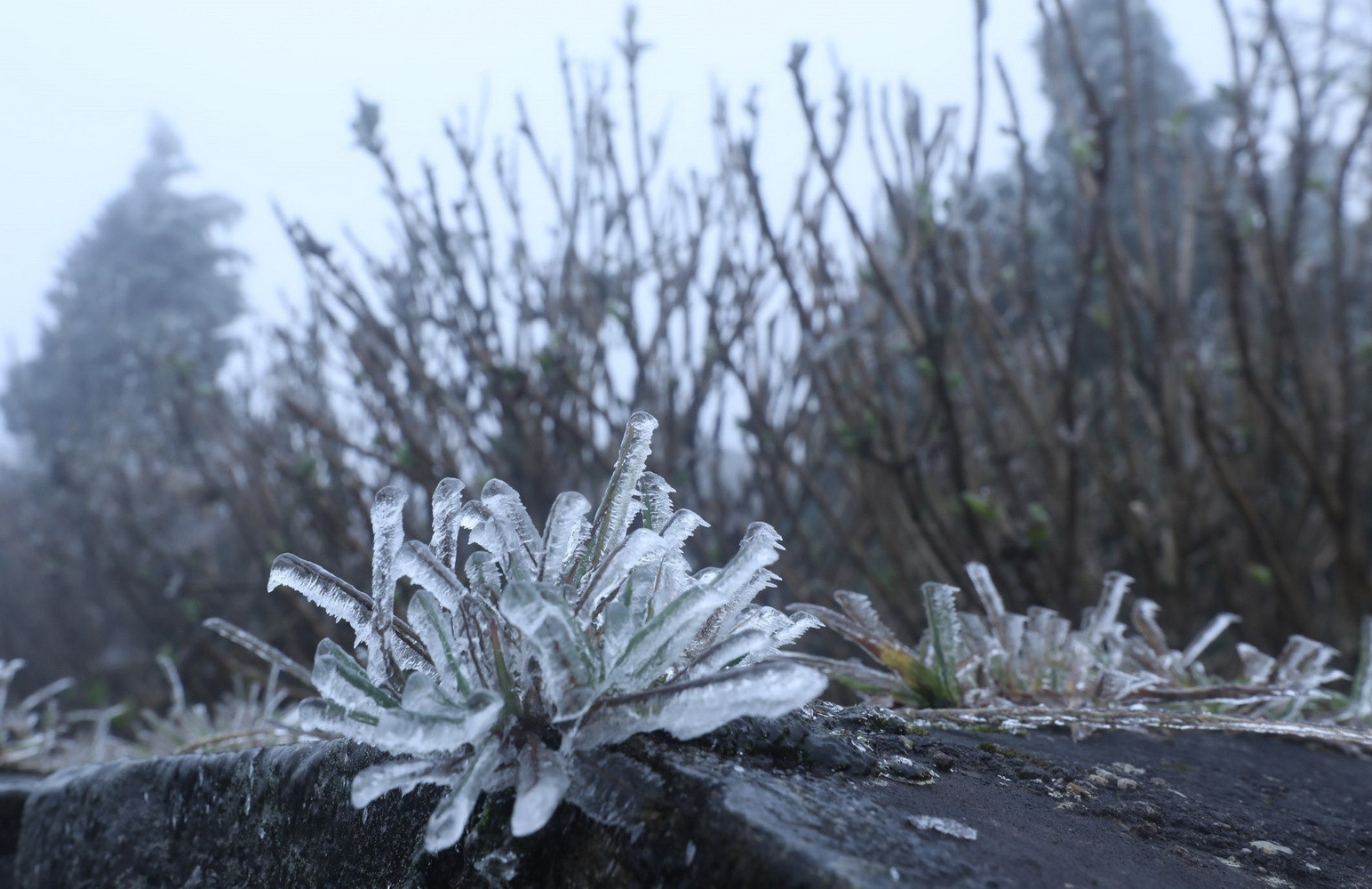 Ngọn cỏ trên tường ở Mẫu Sơn lung linh khi băng giá bao phủ.