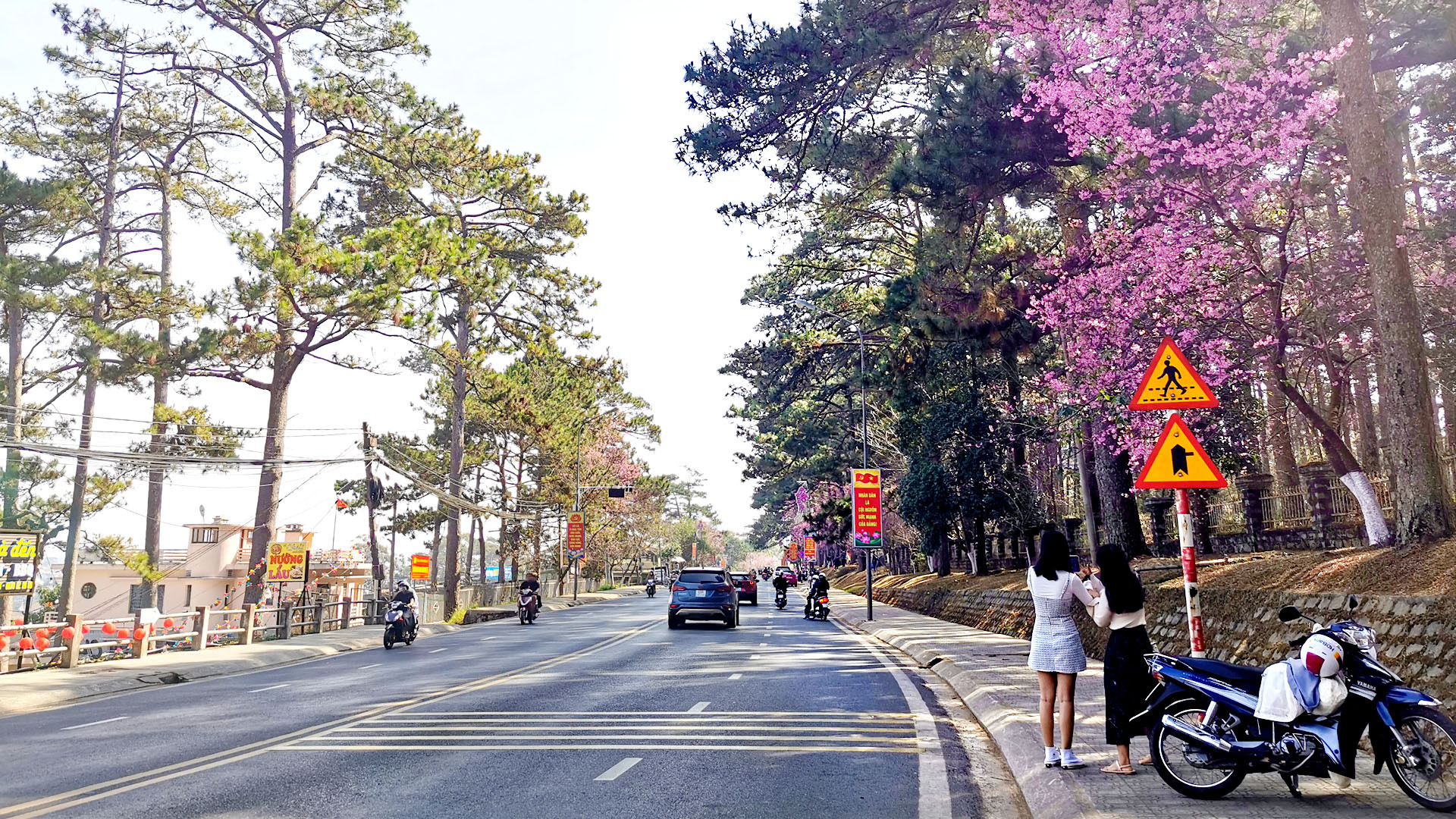 Loài hoa sắc hồng pha tím quyến rũ du khách gần xa đến với Đà Lạt để thưởng ngoạn và ghi lại khoảnh khắc mùa xuân.