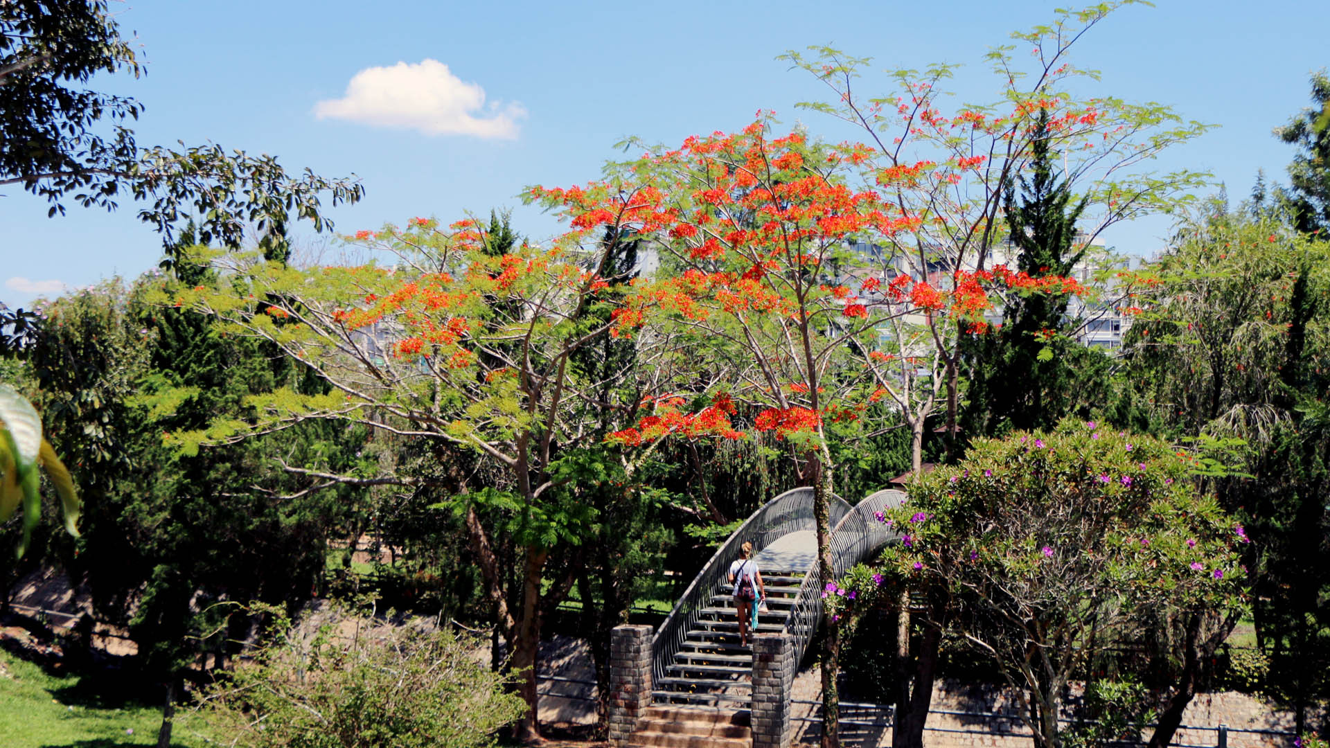 Cùng với “chuyện lạ” hoa mai anh đào bung nở vào cuối xuân, hiện trên thành phố cao nguyên Đà Lạt, nhiều cây phượng vĩ (phượng đỏ) cũng đã đua nhau thắp lửa giữa nền trời xanh thẳm.