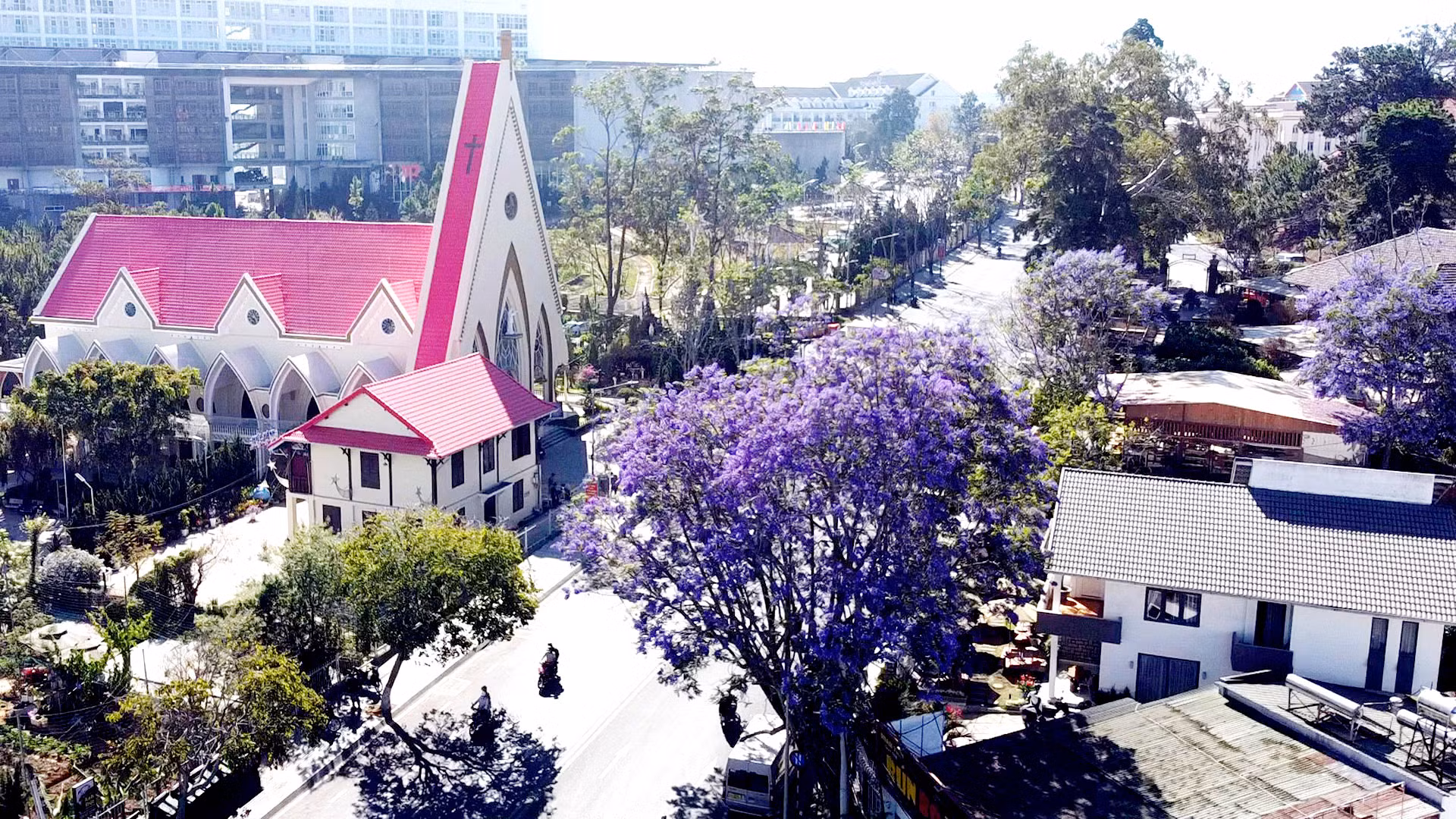 Từ cây phượng tím đầu tiên được đưa về từ Pháp cách đây 62 năm, loài cây này đã bén rễ và sinh trưởng tốt tại Đà Lạt.