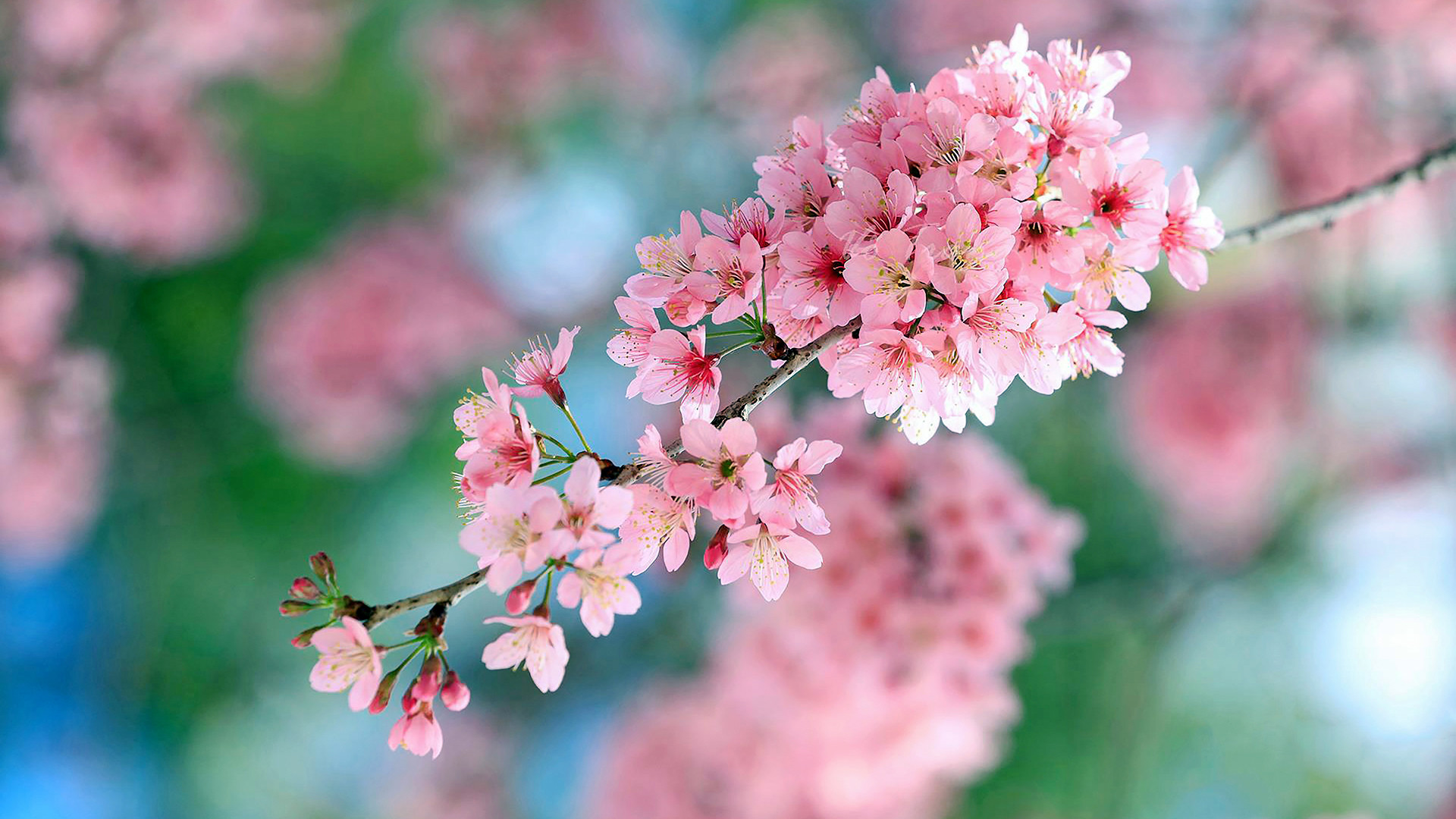 Nhiều người lý giải, loài hoa này có thân thuộc giống đào mận, nhưng hoa đơn 5 cánh giống hoa mai, có lẽ vì thế nên được gọi tên là mai anh đào.