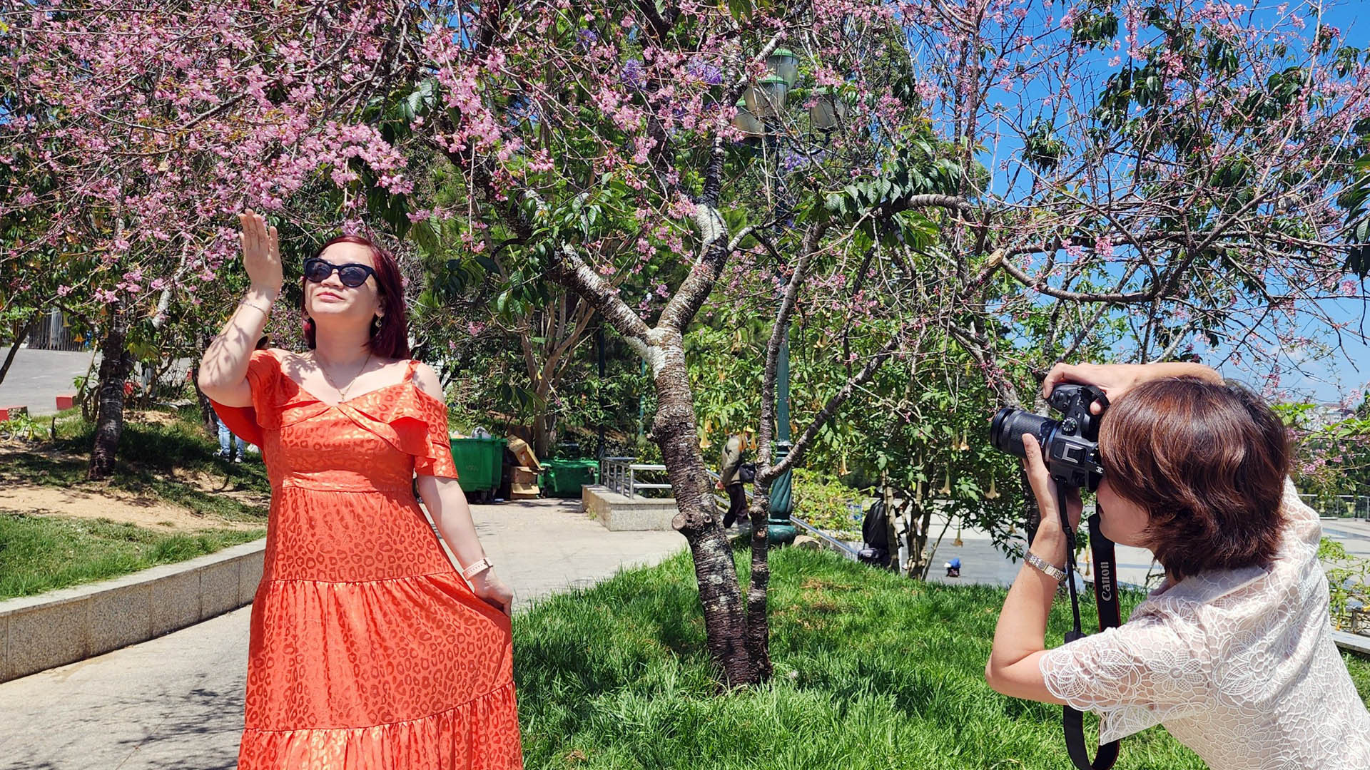 Chị Nguyễn Nghĩa (49 tuổi, ngụ phường 3, thành phố Đà Lạt; người đang chụp ảnh), tay máy chuyên “săn” ảnh những mùa hoa mai anh đào trên phố núi Đà Lạt, chia sẻ: “Hằng năm, khi cao nguyên Langbiang vào mùa nắng lạnh, thường vào đầu mùa xuân, mai anh đào bung nụ, khoe sắc. Năm nay, lần thứ hai mình được ngắm và “săn” bộ ảnh loài hoa sắc hồng pha tím lãng mạn này”.