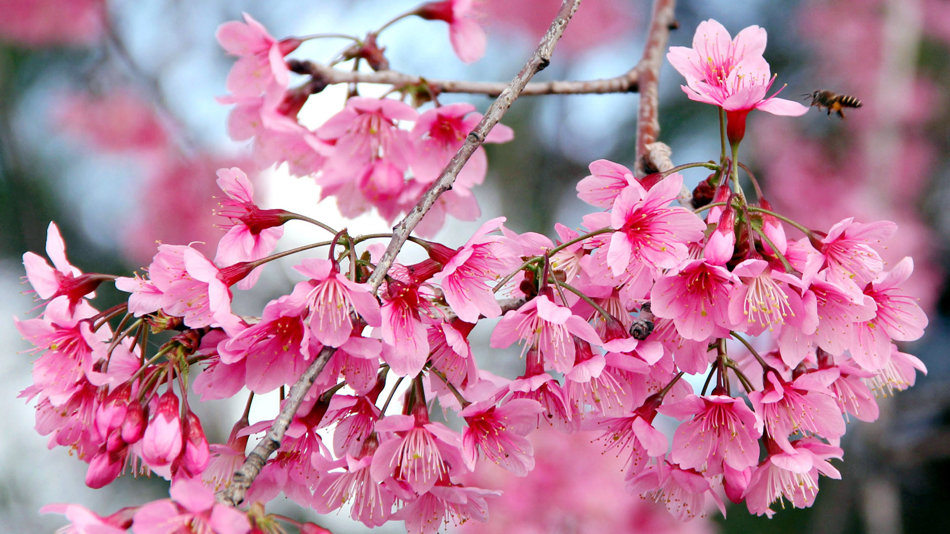 Nhiều nhà nghiên cứu cho rằng, mai anh đào là loài cây phổ biến ở vùng Đông Á, những nơi có độ cao trên 1.000m.