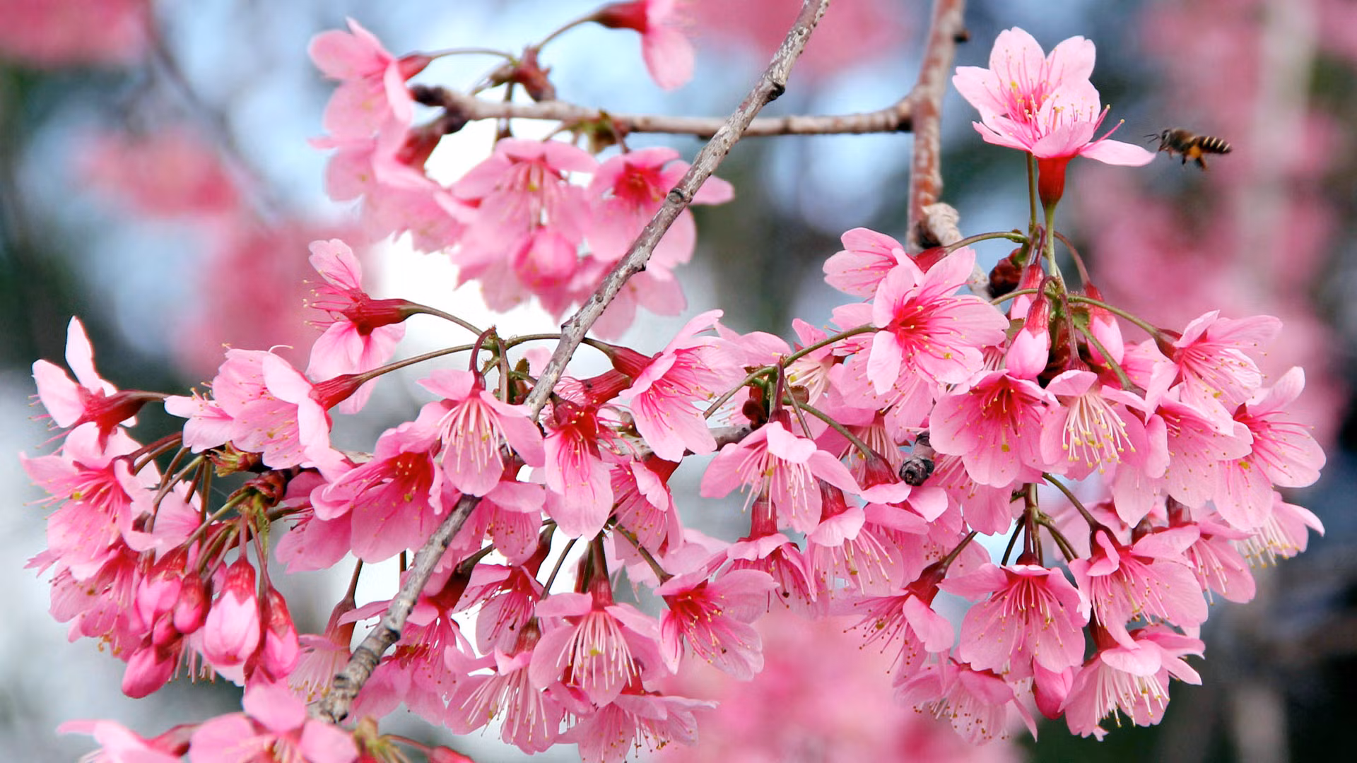 Nhiều nhà nghiên cứu cho rằng, mai anh đào là loài cây phổ biến ở vùng Đông Á, những nơi có độ cao trên 1.000m.