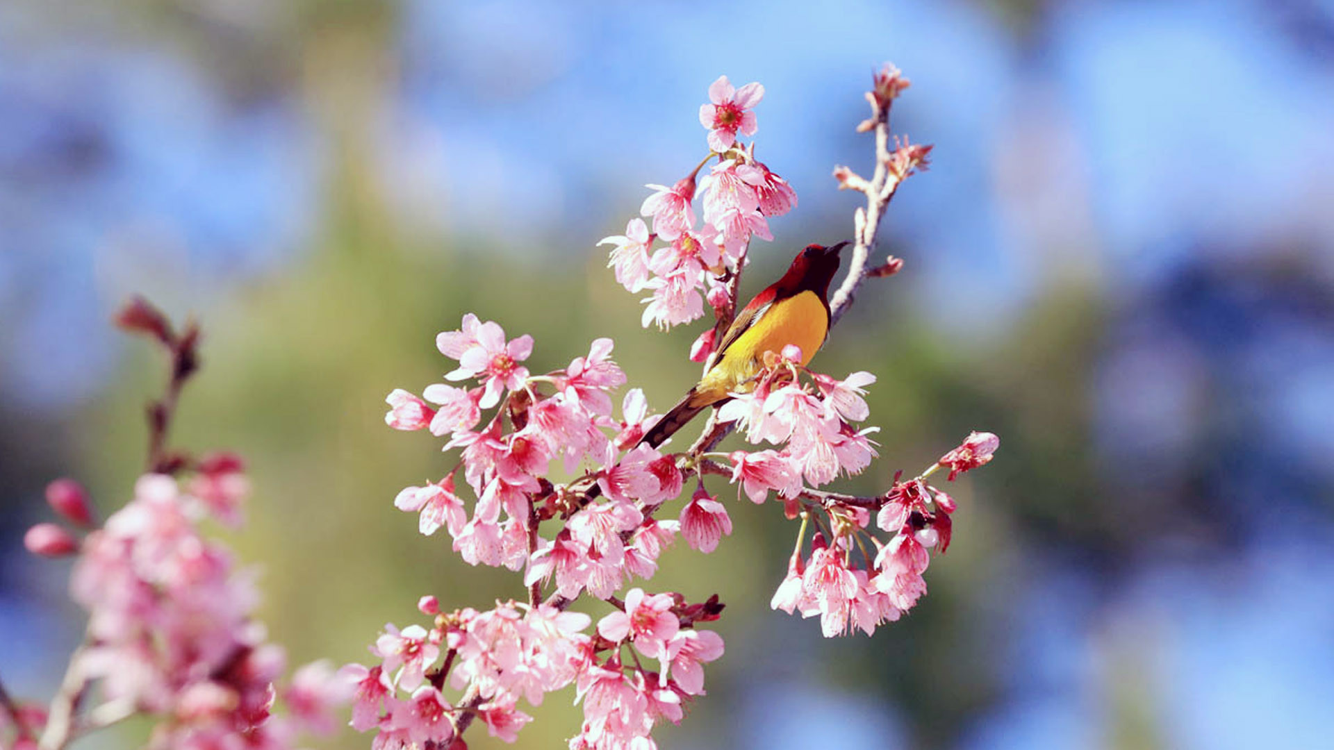 Nhiều người Đà Lạt gọi cây hoa này là “mai” theo nghĩa “trái mai”, “trái mơ”. Có lẽ, vì đây là loài thực vật thuộc chi mận mơ và phân chi anh đào, nhưng có hoa đơn năm cánh giống hoa mai. Sau này, loài hoa “vừa đào, vừa mai” này được gọi tên là “mai anh đào”?!