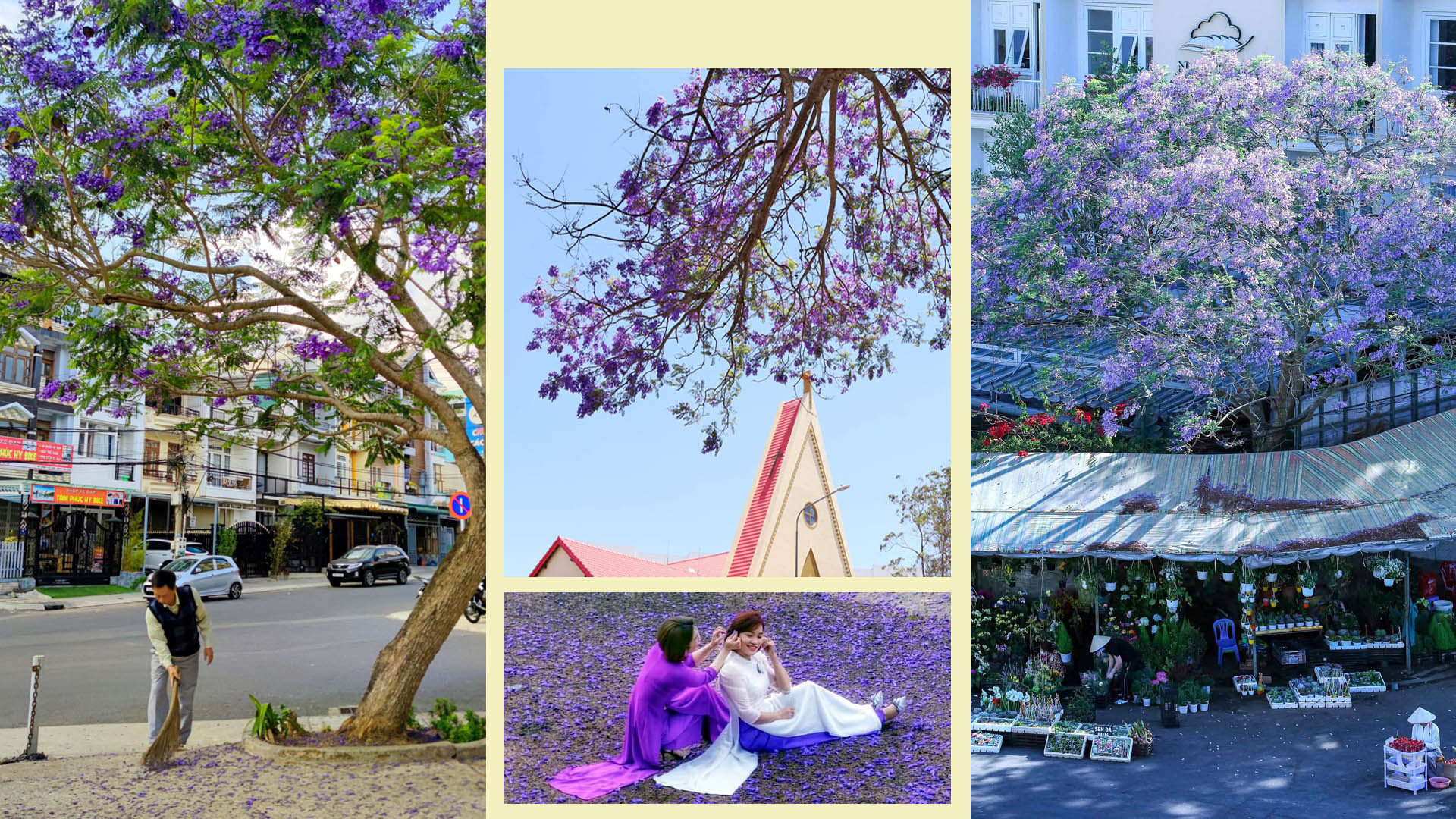 Phượng tím được nhân giống vô tính thành công và trở thành cây cảnh quan đường phố, công sở, công viên... và cả vùng ven đô của Đà Lạt, trở thành "biểu tượng" xứ ngàn hoa.