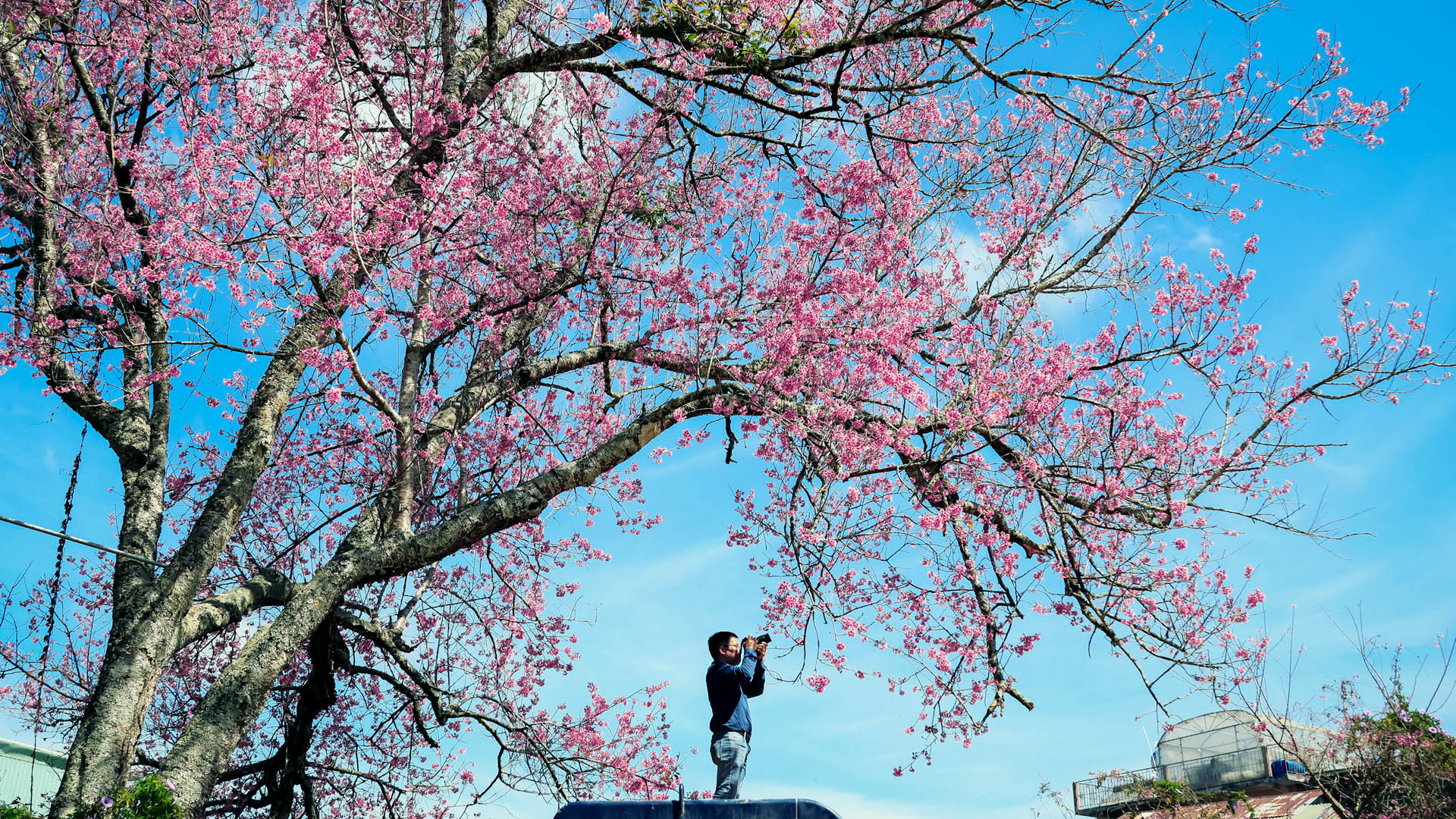 Sắc hồng hoa mai anh đào phối cảnh thiên nhiên Đà Lạt thôi thúc bước chân lữ khách.