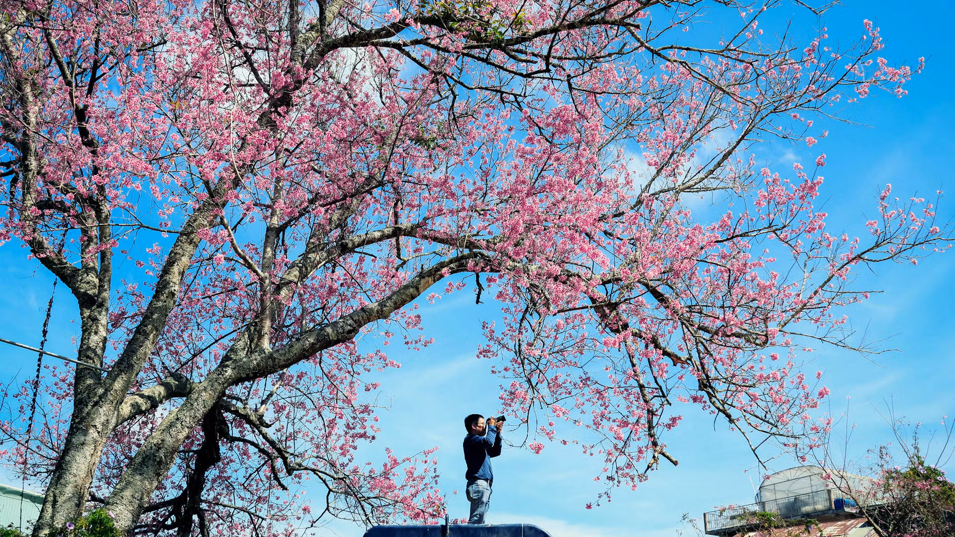 Sắc hồng hoa mai anh đào phối cảnh thiên nhiên Đà Lạt thôi thúc bước chân lữ khách.