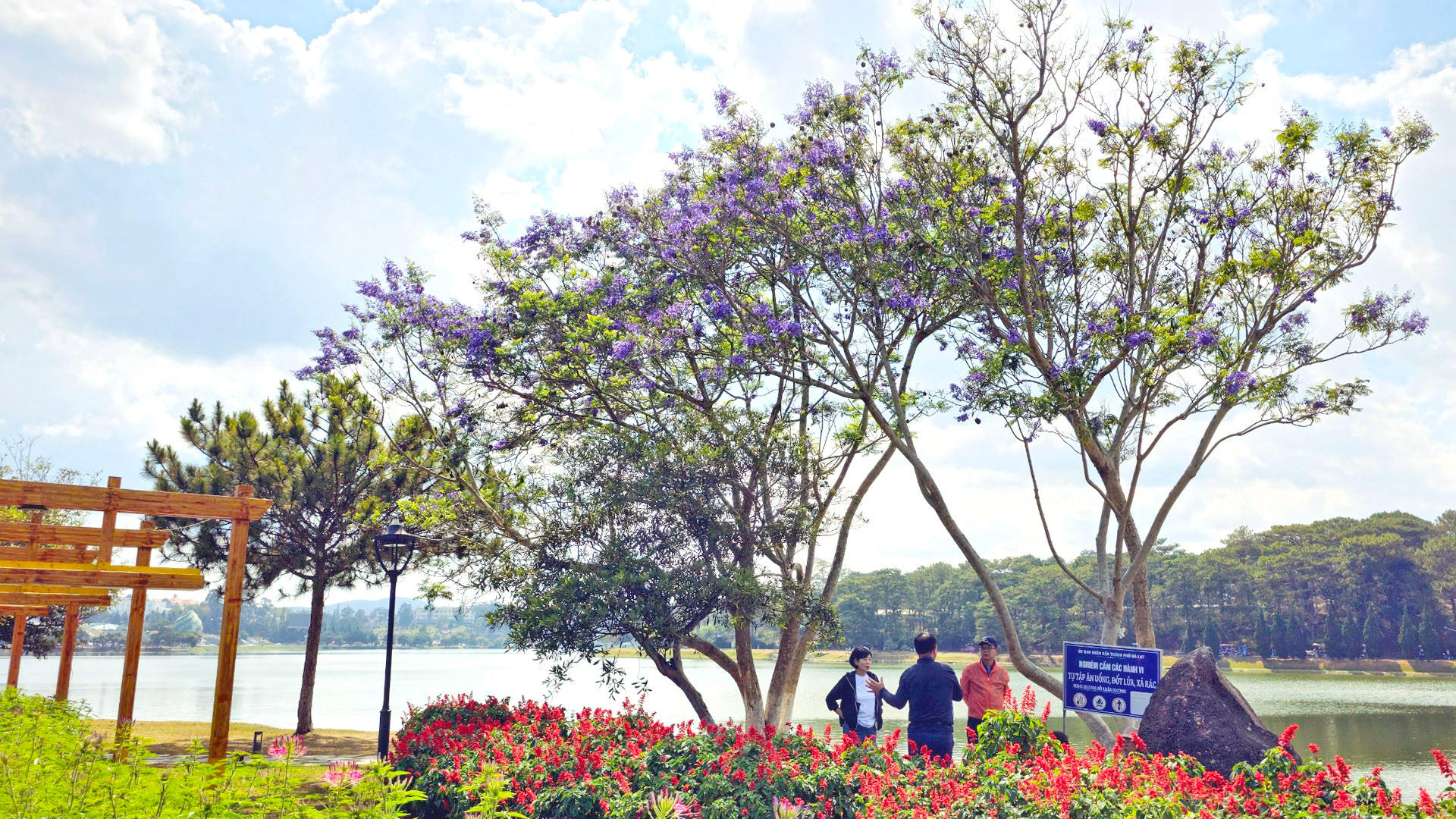 Cùng với những cây phượng tím đầu tiên của kỹ sư Lương Văn Sáu, hiện tại Đà Lạt có thêm phượng tím giống nhập từ Nam Mỹ được đơn vị cây xanh trồng phổ biến trên xứ ngàn hoa.