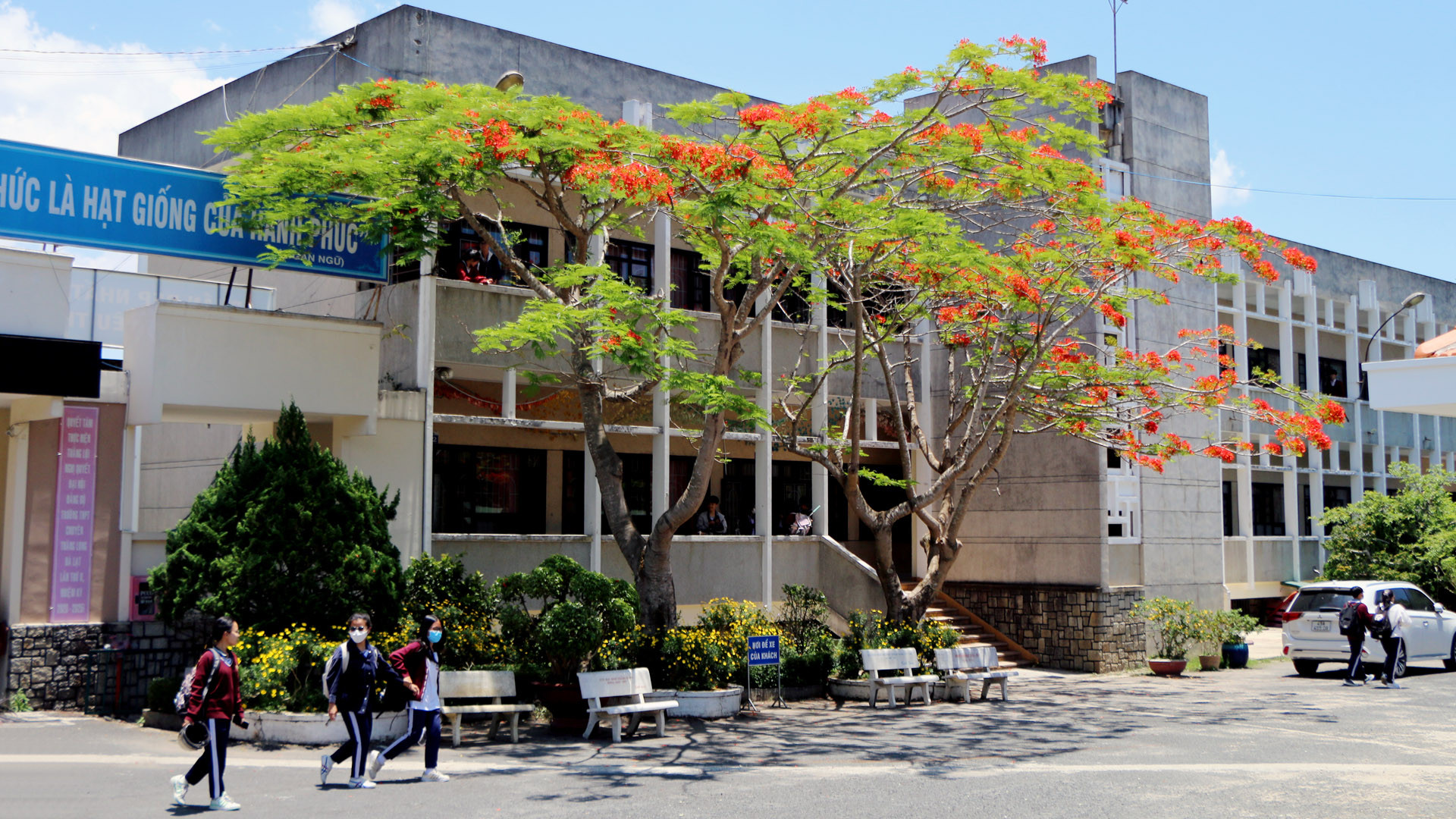 Loài hoa báo hè, hoa học trò thường ép vào trang lưu bút nở sớm đã làm bao con tim xao xuyến. Ngang qua những ngôi trường, không gian công cộng… cứ ngỡ hạ sang.