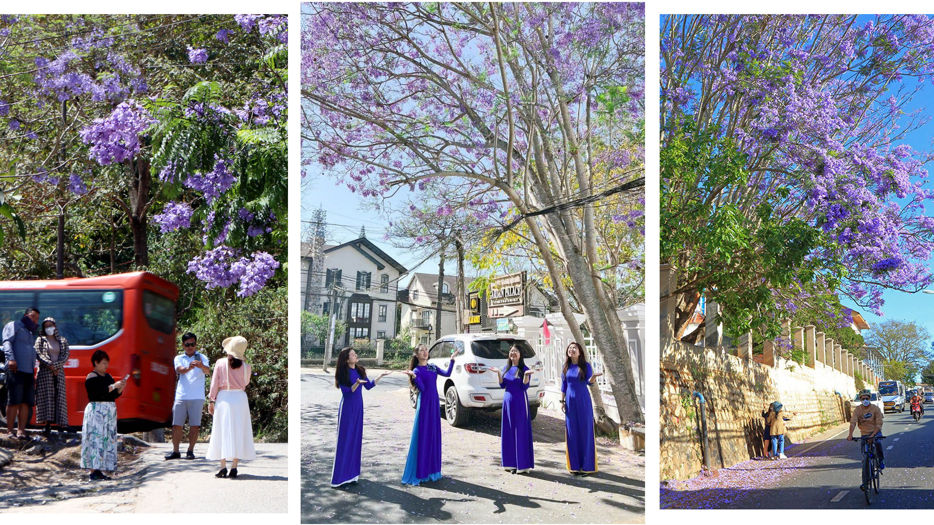 Đà Lạt vào mùa nắng lạnh, người dân địa phương và du khách lại hẹn hò cùng mùa hoa thương nhớ. Những ai yêu mến xứ sở này không thể nào quên hình ảnh phượng tím, loài hoa đặc trưng và phù hợp lạ lùng với không gian phố núi.