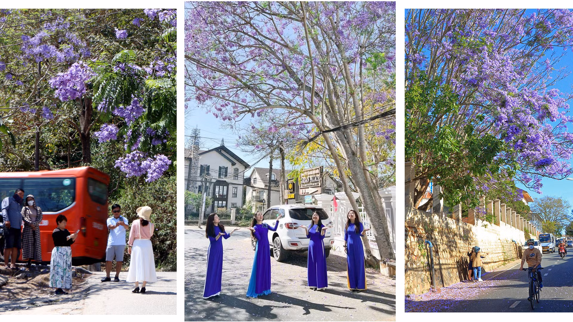 Đà Lạt vào mùa nắng lạnh, người dân địa phương và du khách lại hẹn hò cùng mùa hoa thương nhớ. Những ai yêu mến xứ sở này không thể nào quên hình ảnh phượng tím, loài hoa đặc trưng và phù hợp lạ lùng với không gian phố núi.