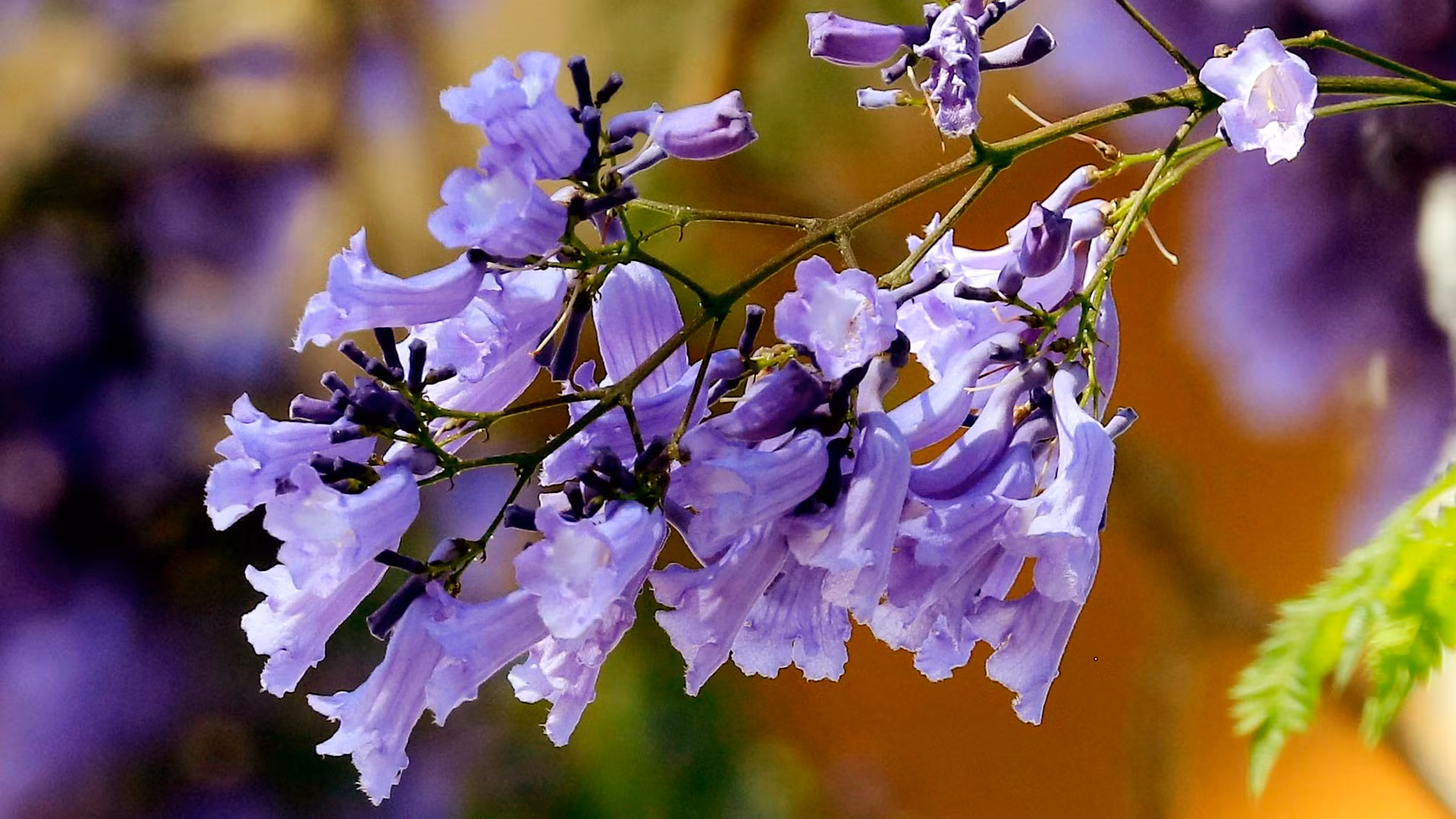 Hoa có màu tím rất đặc trưng, bung nở khi tiết trời Đà Lạt mùa se lạnh, gợi vẻ lãng mạn quyến rũ du khách thập phương.