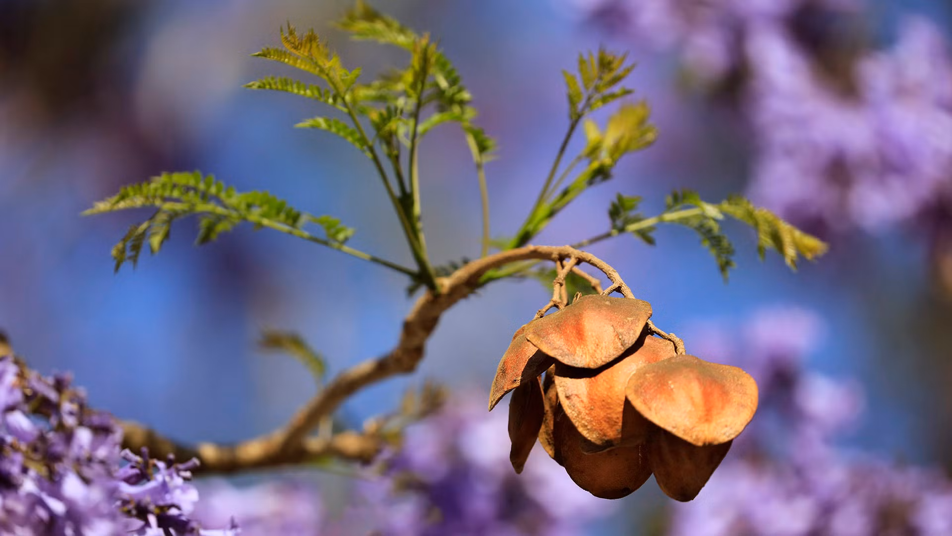 Khi những cánh hoa bắt đầu rơi, phượng tím ra quả và sắc hoa tím cứ dùng dằng níu chân lữ khách.