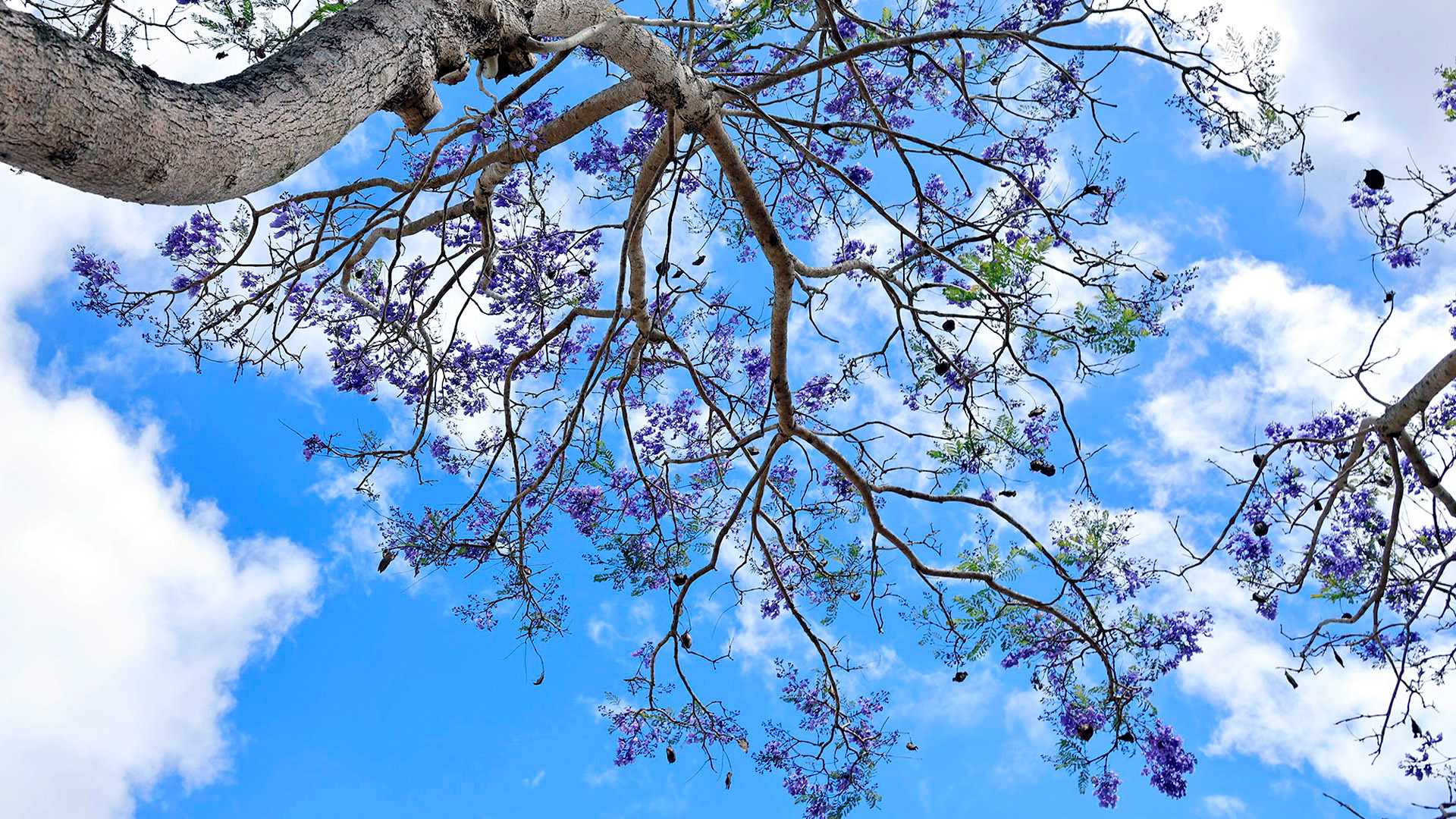 Phượng tím đã có mặt ở Đà Lạt từ rất lâu, nhưng được trồng nhiều trong khoảng 15 năm trở lại đây và trở thành mùa hoa đặc sản xứ cao nguyên.