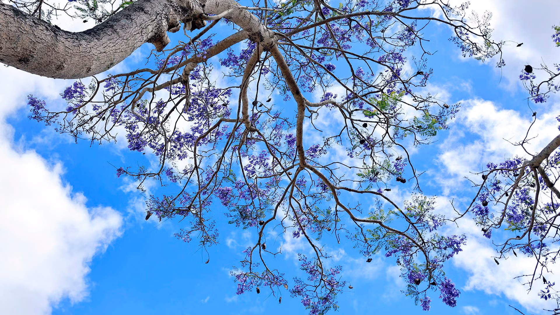 Phượng tím đã có mặt ở Đà Lạt từ rất lâu, nhưng được trồng nhiều trong khoảng 15 năm trở lại đây và trở thành mùa hoa đặc sản xứ cao nguyên.