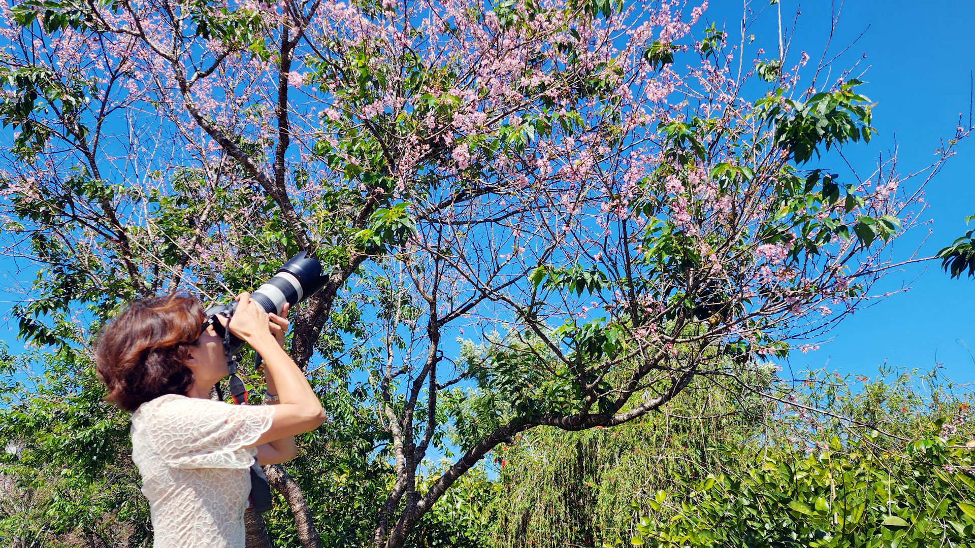 “Giữa tháng tư, Đà Lạt nồng nàn sắc hồng. Lạ, lạ thật!”, nhiều người ngắm hoa mai anh đào đều thảng thốt.