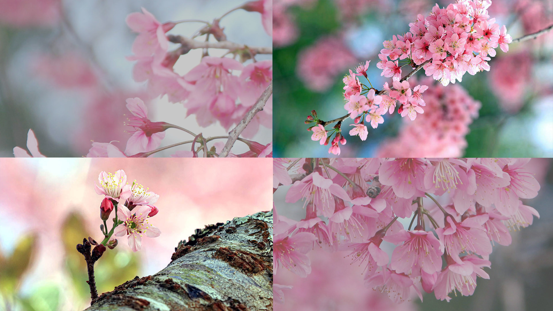 Gắn bó với miền đất thăng hoa, thành phố hoa mai anh đào, thành phố tình yêu này gần 30 năm, tôi thường được thưởng thức, chiêm ngưỡng loài hoa đỏng đảnh “như môi hồng người mình yêu” nở vào đầu mùa xuân, cuối tháng 12 hoặc từ tháng 1 đến tháng 2, tùy theo tiết trời hàng năm.