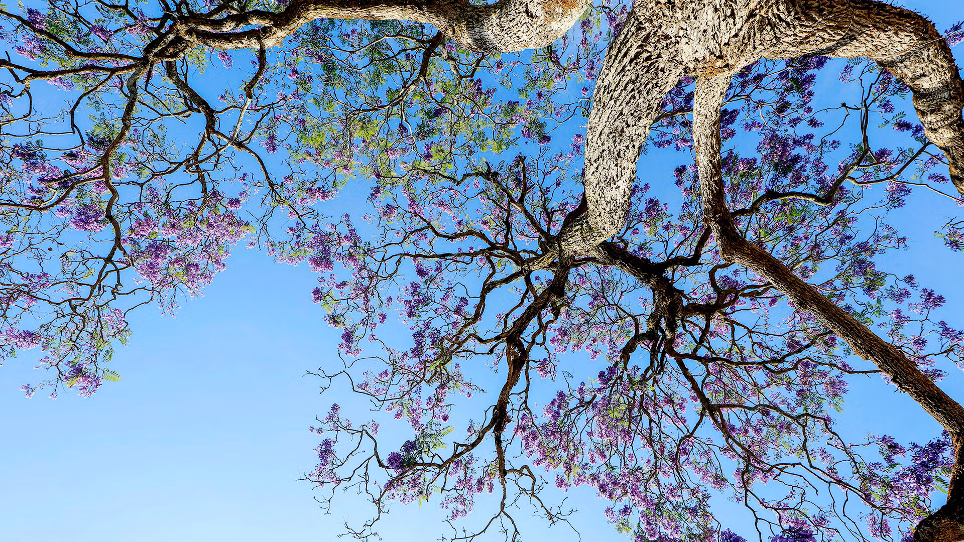 Sau một thời gian dài, kỹ sư Lương Văn Sáu mới thành công việc nhân giống phượng tím và loài hoa này đã "dệt" sắc tím vào mùa khô ở phố núi Đà Lạt suốt nhiều năm qua. Trong ảnh: Cây phượng tím đầu tiên tại Đà Lạt, do kỹ sư Lương Văn Sáu trồng vào năm 1962 trên đường Nguyễn Thị Minh Khai.
