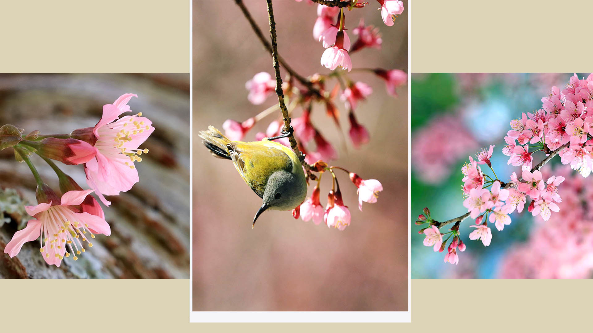Màu hoa "như môi hồng người mình yêu", để "giờ này nhìn sương khói mà thầm mơ màu hoa trên má ai".