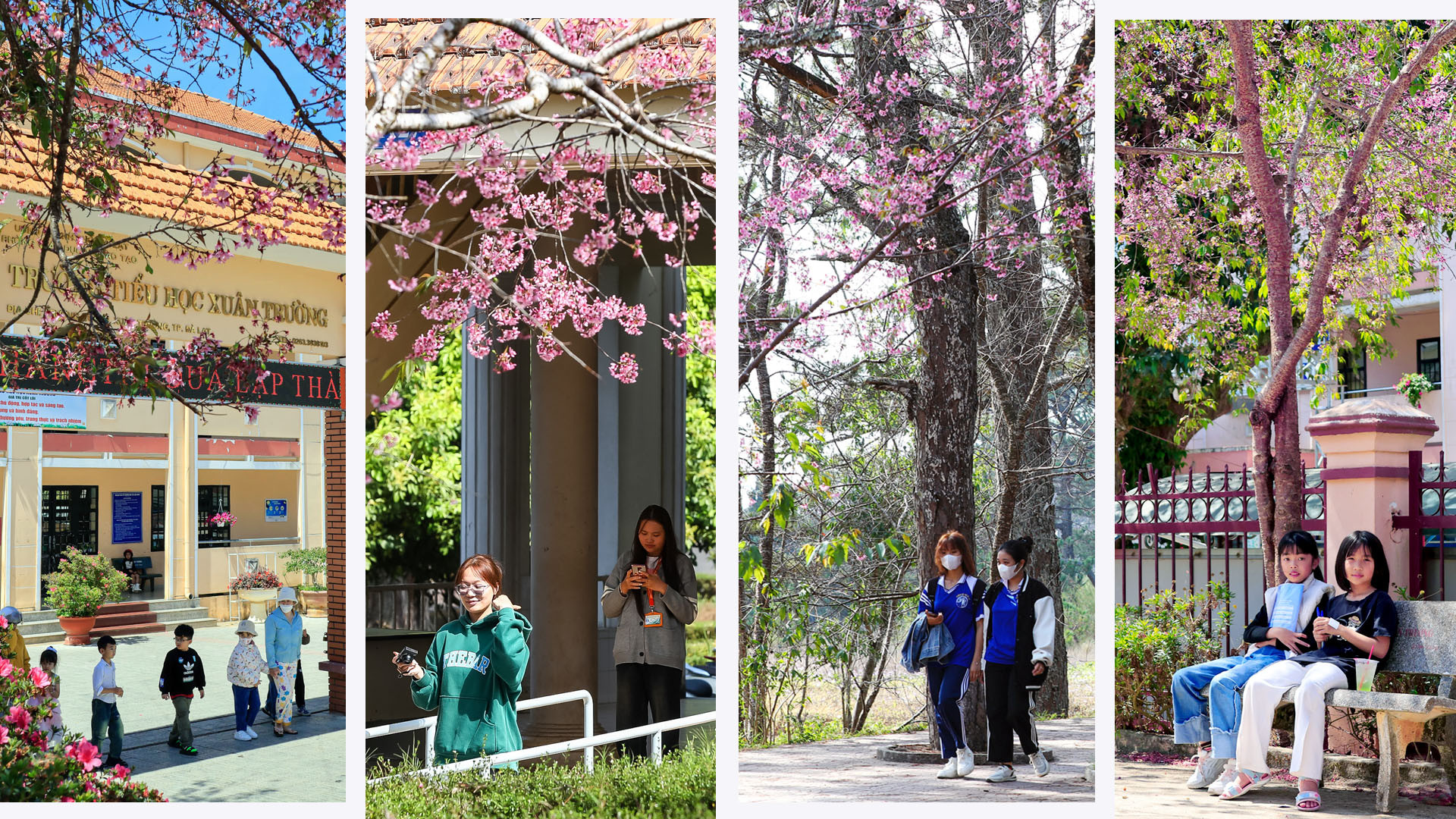 Sắc hồng điểm tô khắp nơi trên phố núi. Từ khuôn viên trường học, thấp thoáng bên ô cửa giảng đường, đến những không gian công cộng.