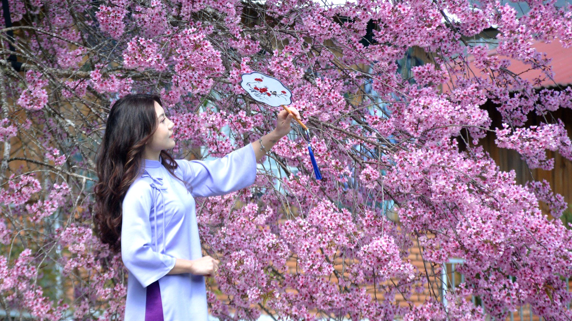 Dù không bung cánh miên man như những năm trước, nhưng loài hoa sắc hồng 5 cánh mỏng manh này vẫn quyến rũ bao bước chân lữ khách.