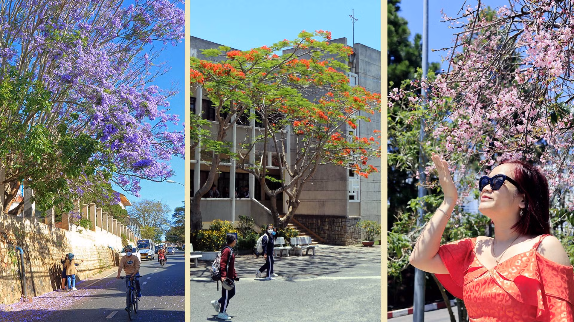 Năm nay, Đà Lạt mang đến cho cư dân bản địa và du khách bao điều thú vị. Thời điểm chuẩn bị giao mùa xuân-hạ, được đắm đuối cùng sắc hoa mai anh đào, phượng tím và phượng đỏ. Quả là điều lạ xưa nay trên thành phố ngàn hoa Đà Lạt.