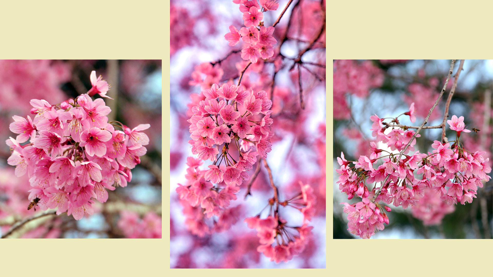 Theo một số tài liệu, mai anh đào có tên khoa học là prunus cerasoides, họ hoa hồng (rosaceae), chi mận mơ (prunus), phân chi anh đào (cerasus). Mai anh đào được dẫn nguồn là “prunus cerasoides D. Don”. D. Don là David Don (1799-1841), nhà thực vật học Scotland, được cho là người đầu tiên phân loại và mô tả mai anh đào trong cuốn sách viết bằng tiếng Latin Prodromus florae nepalensis (Các loài hoa thu thập được ở Nepal) xuất bản ở London năm 1825.