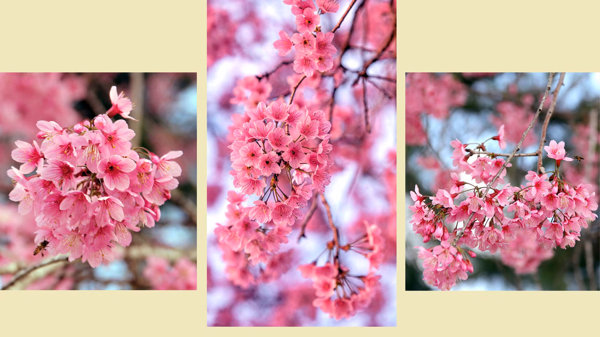 Theo một số tài liệu, mai anh đào có tên khoa học là prunus cerasoides, họ hoa hồng (rosaceae), chi mận mơ (prunus), phân chi anh đào (cerasus). Mai anh đào được dẫn nguồn là “prunus cerasoides D. Don”. D. Don là David Don (1799-1841), nhà thực vật học Scotland, được cho là người đầu tiên phân loại và mô tả mai anh đào trong cuốn sách viết bằng tiếng Latin Prodromus florae nepalensis (Các loài hoa thu thập được ở Nepal) xuất bản ở London năm 1825.