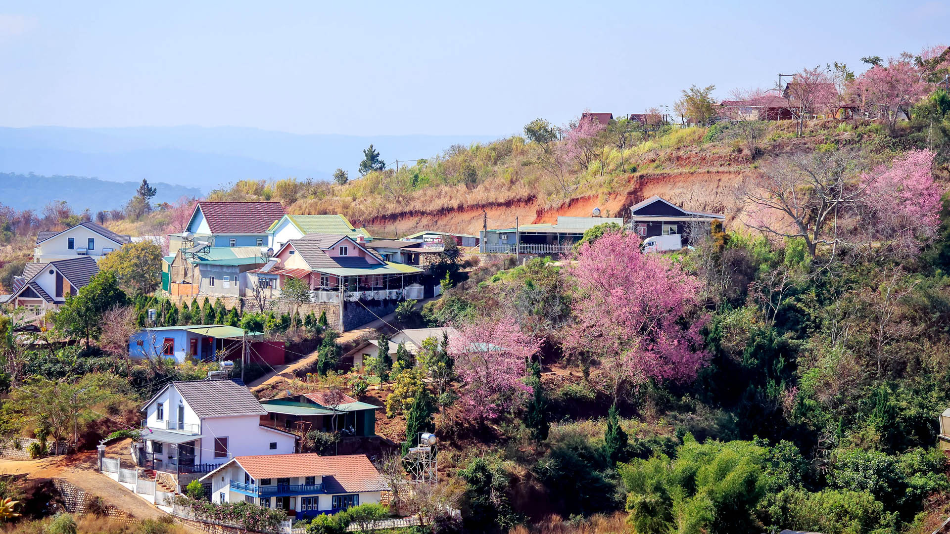Vẻ đẹp dung dị hoa mai anh đào quyện trong không gian đặc trưng phố núi Đà Lạt tạo nên bức tranh quyến rũ.