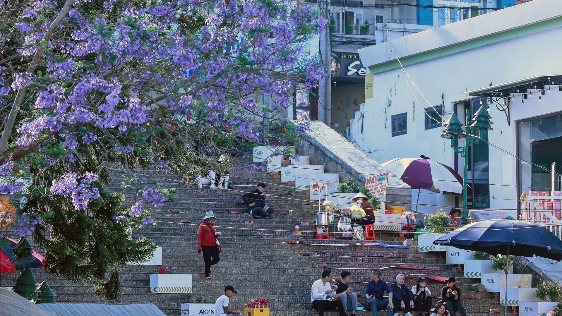Hiện cả hai giống phượng tím đang bung hoa man mác khắp phố phường Đà Lạt, trở thành loại hoa mang lại vẻ đẹp rất riêng cho thành phố.