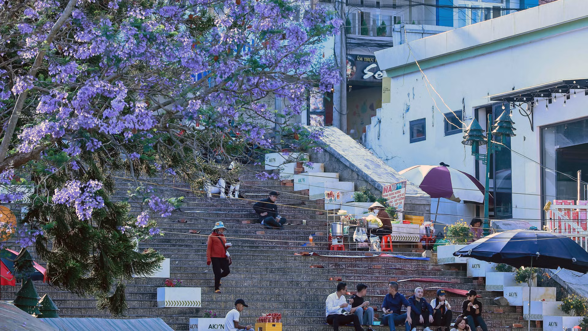 Hiện cả hai giống phượng tím đang bung hoa man mác khắp phố phường Đà Lạt, trở thành loại hoa mang lại vẻ đẹp rất riêng cho thành phố.