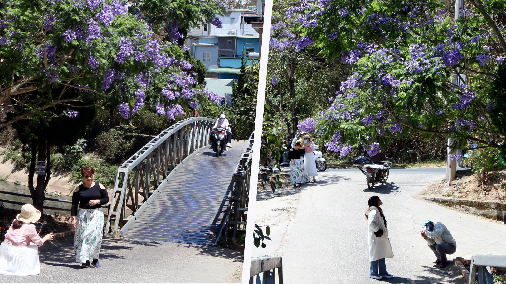 Khi mùa nắng vàng mật rót xuống phố núi mùa se lạnh, phượng tím trổ hoa đằm thắm như màu mắt tình nhân. Mỗi người ngắm hoa trong cảm xúc riêng tư, khắc khoải về những miền hoài niệm.