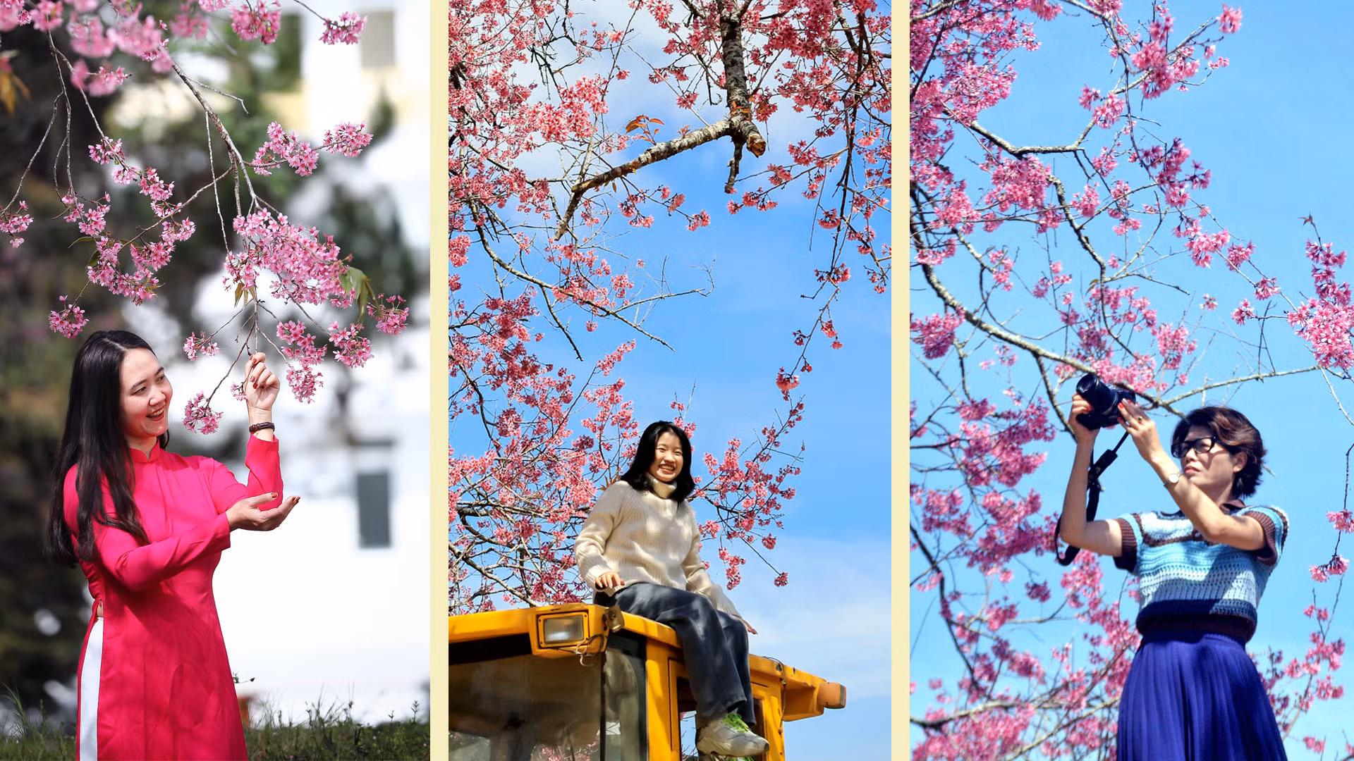 Những ngày này, mai anh đào vào độ mãn khai. Loài hoa "sứ giả” mùa xuân Đà Lạt đã vẽ nên bức tranh thơ. Những "bóng hồng" cũng trở nên kiều diễm, duyên dáng cùng sắc hoa màu nhớ.