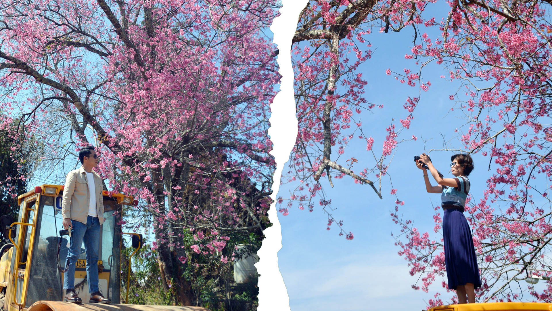 Sắc hoa màu nhớ bung cánh rực rỡ ở vùng ngoại ô Đà Lạt, như Xuân Thọ, Cầu Đất, Trạm Hành... tạo nên khung cảnh tươi đẹp.