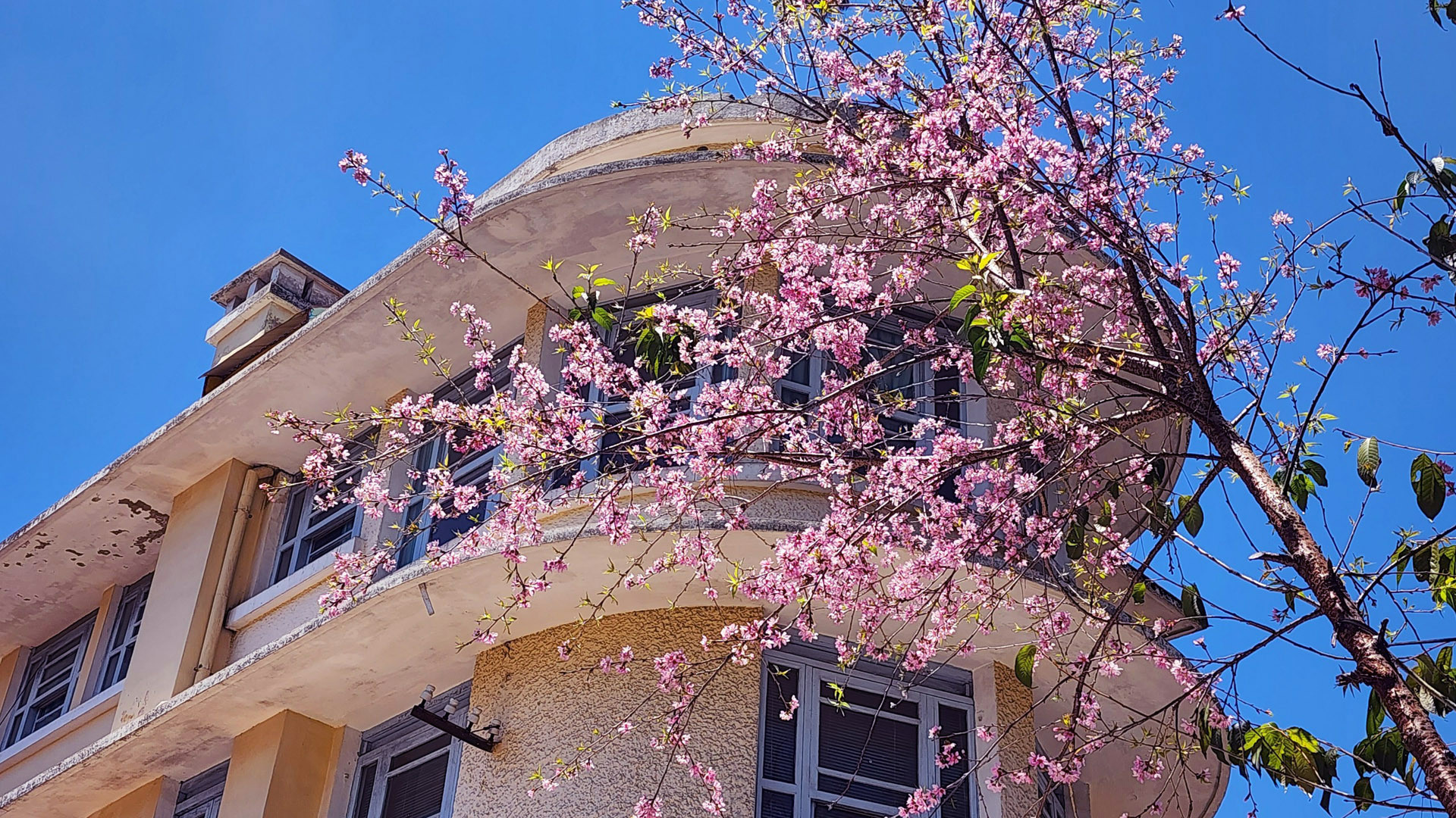 Đang ghi hình mùa hoa mai anh đào “lạc khai”, ông Lê Hữu Phước (60 tuổi), người sinh ra và lớn lên tại Đà Lạt chắc nịch: “Tôi chưa thấy chuyện này (mai anh đào khoe sắc giữa mùa khô - PV) bao giờ. Có lẽ, do ảnh hưởng biến đổi khí hậu?! Nhưng chuyện lạ này đã mang lại thích thú cho người dân địa phương và du khách”.