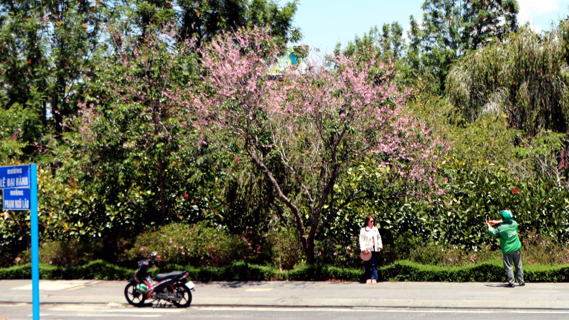 Bỗng dưng, cuối mùa khô Tây Nguyên, khi đất trời bắt đầu chuyển mùa. Nắng hanh hao, bầu trời xanh thẳm, hoa mai anh đào lại bung cánh, khoe sắc. Phố núi Đà Lạt rạo rực hơn khi đón những bước chân lữ khách ngắm hoa mai anh đào.