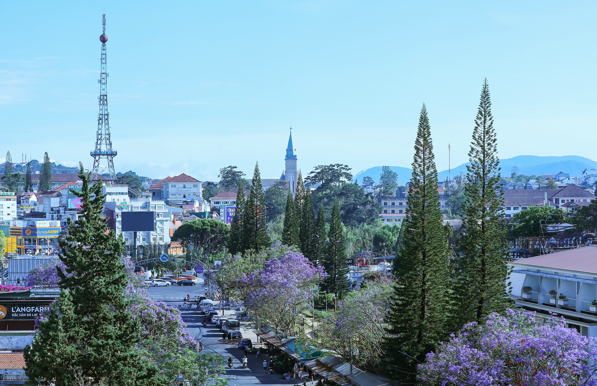 Mùa này, trên nhiều cung đường phố núi Đà Lạt rộ sắc hoa phượng tím.